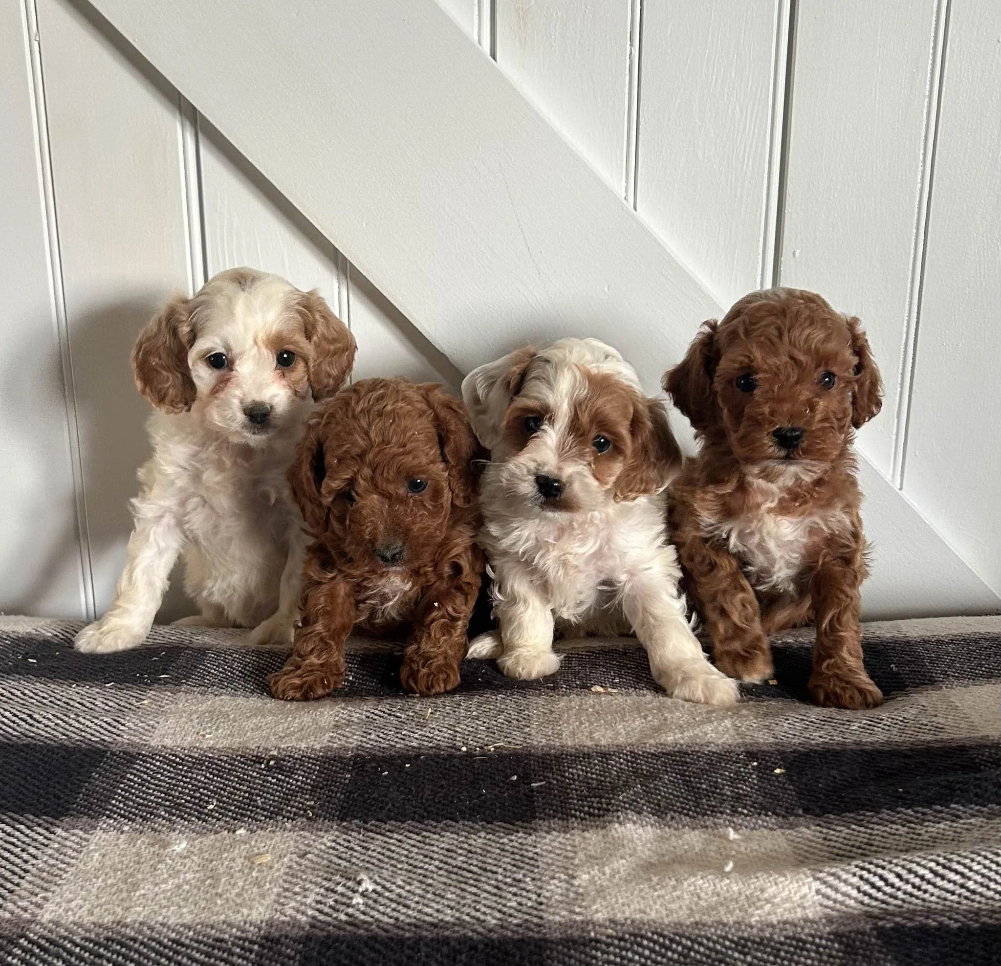 four adorable curly-haired cavapoo puppies sitting inside a wheelbarrow with hay, with a wooden wall in the background. cavapoo puppies for sale near me connecitcut dog breeder