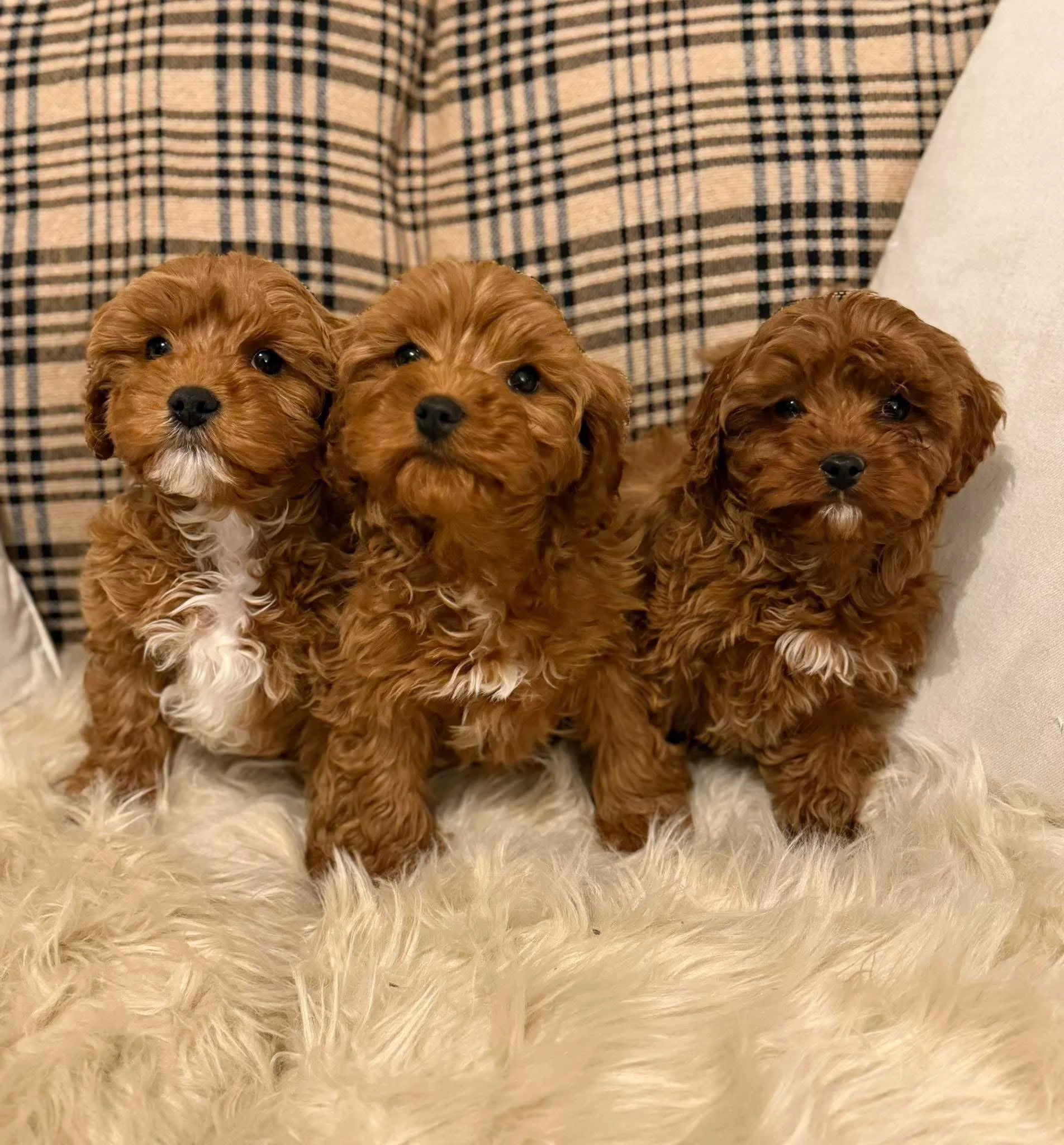 Three cute brown curly-haired cavapoo puppies sitting side by side on a plush cream-colored blanket, with a plaid-patterned cushion in the background at cedar creek farm connecticut dog breeder puppies for sale near me 