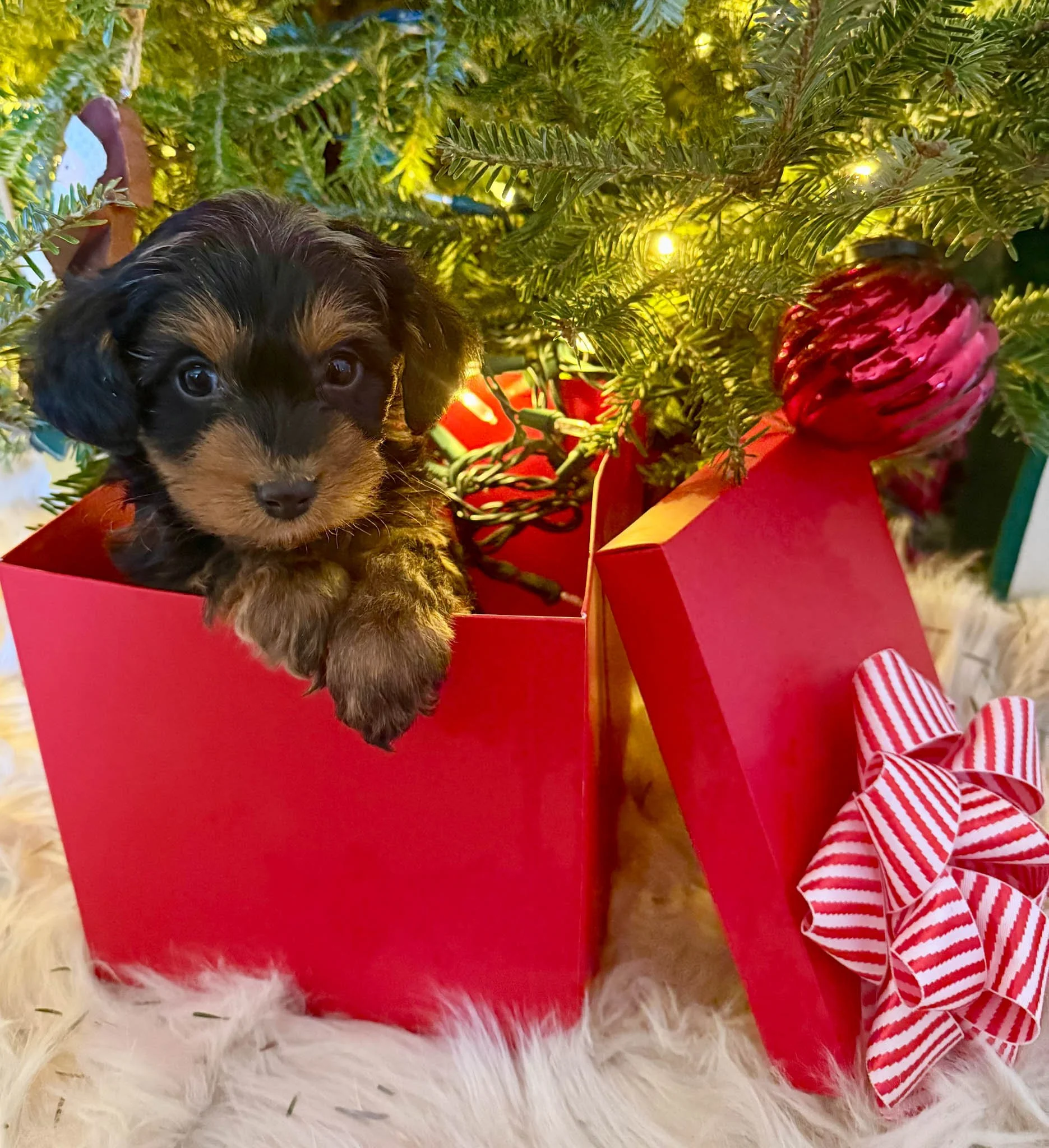 adorable curly-haired cavapoo puppies sitting inside a wheelbarrow with hay, with a wooden wall in the background. cavapoo puppies for sale near me connecitcut dog breeder