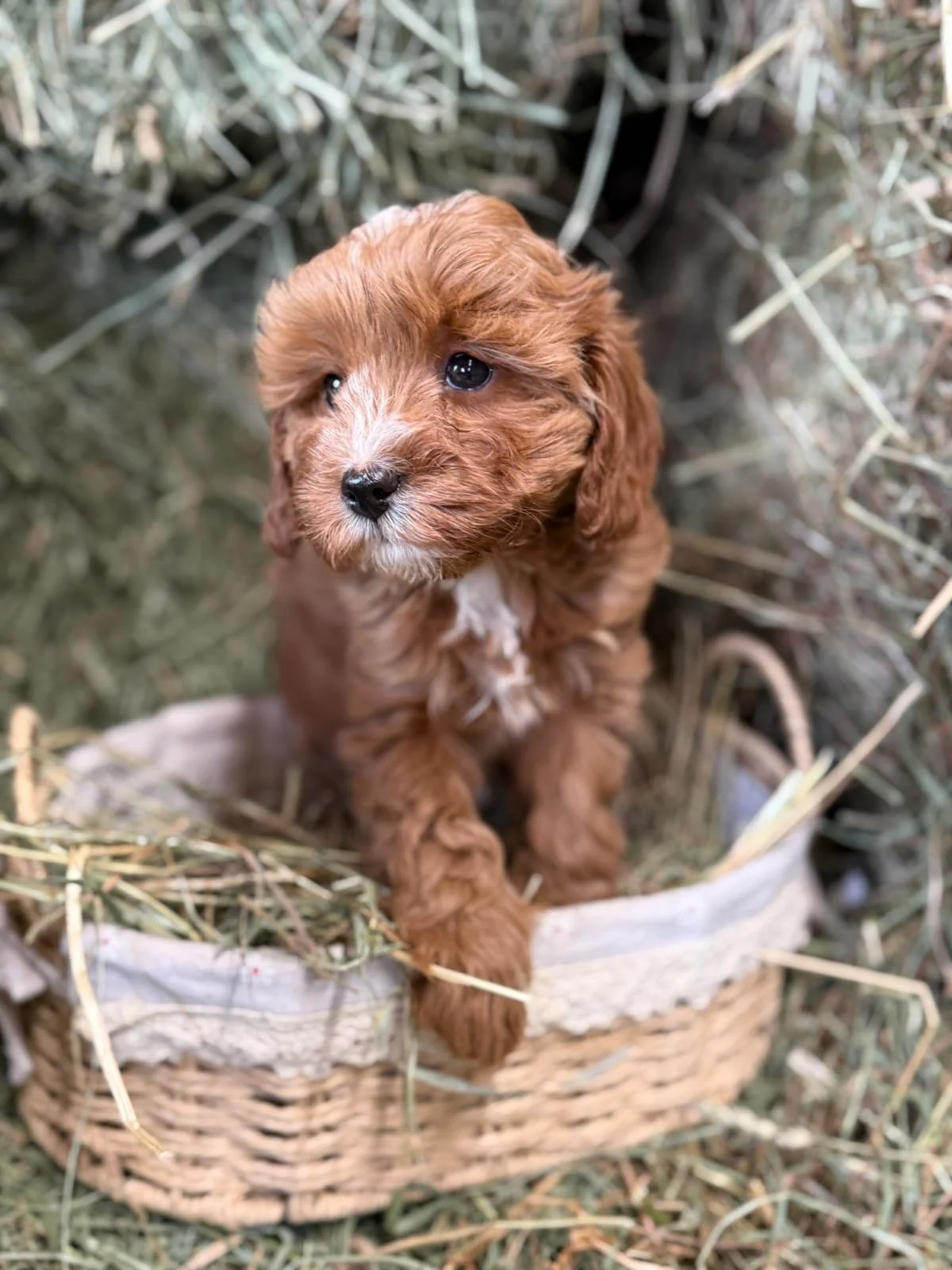 red and white colored cavapoo puppies for sale cedar creek farm ct