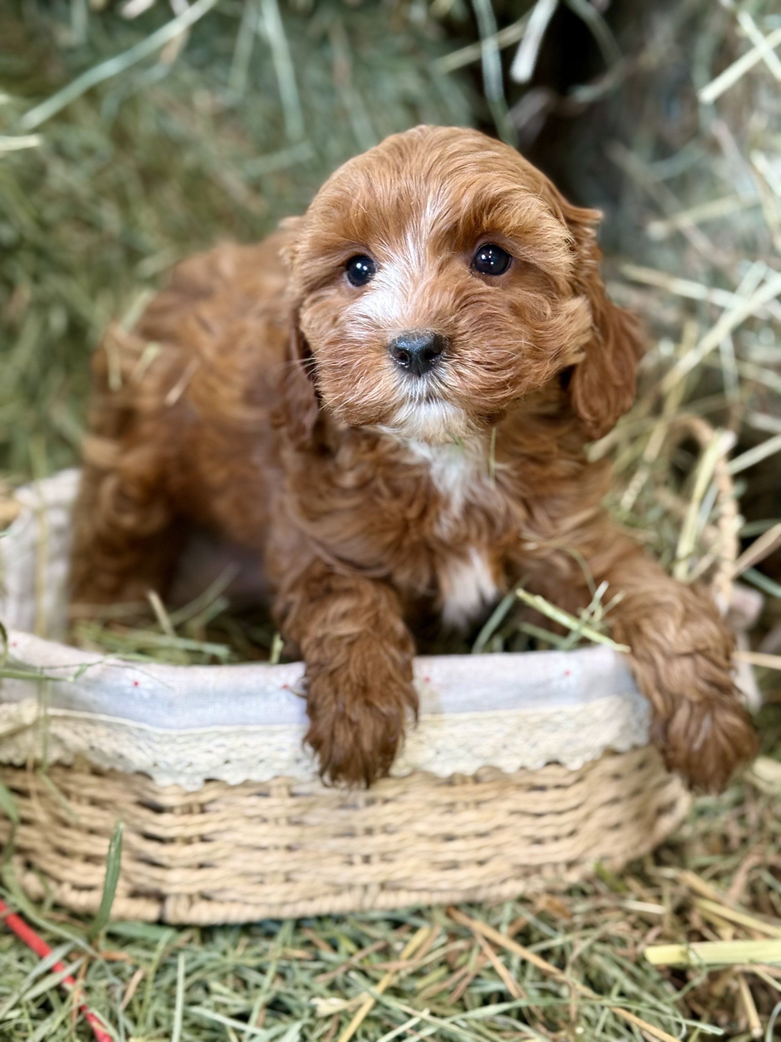 cavapoo for sale puppies for sale near me dog breeder connecticut