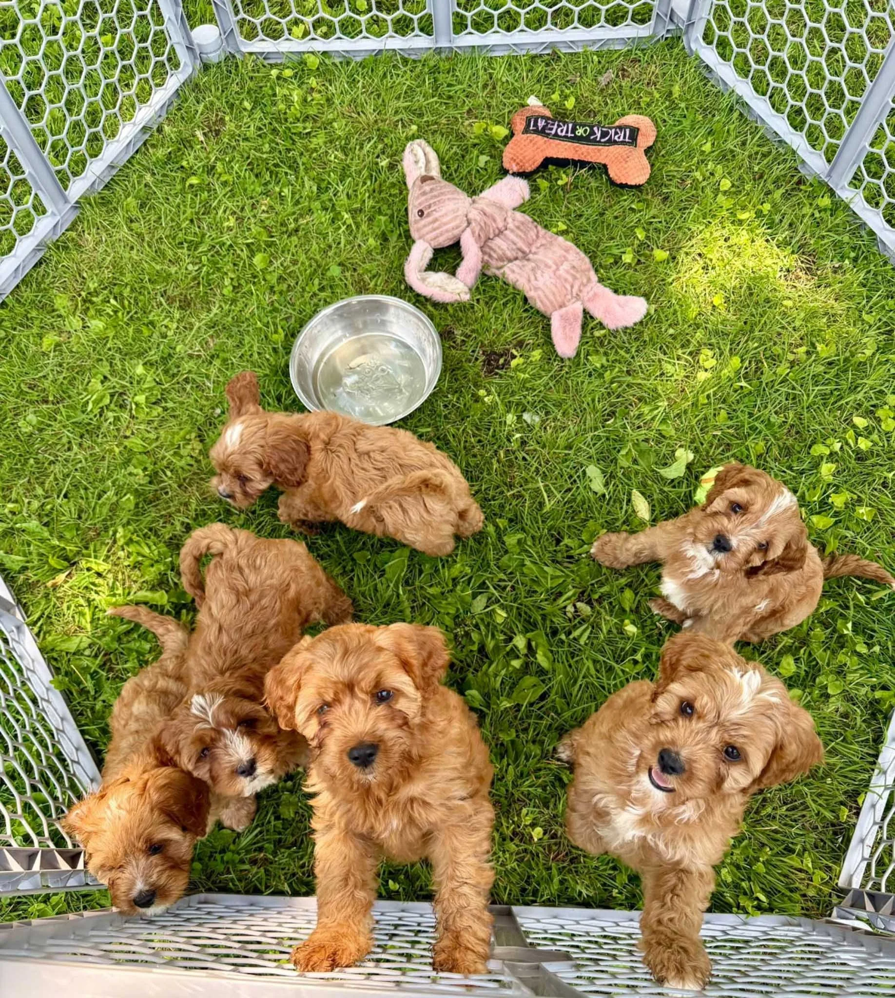 Seven small brown puppies inside a white plastic fenced enclosure on grass, with a metal water bowl cavapoo puppies for sale cedar creek farm connecticut dog breeder