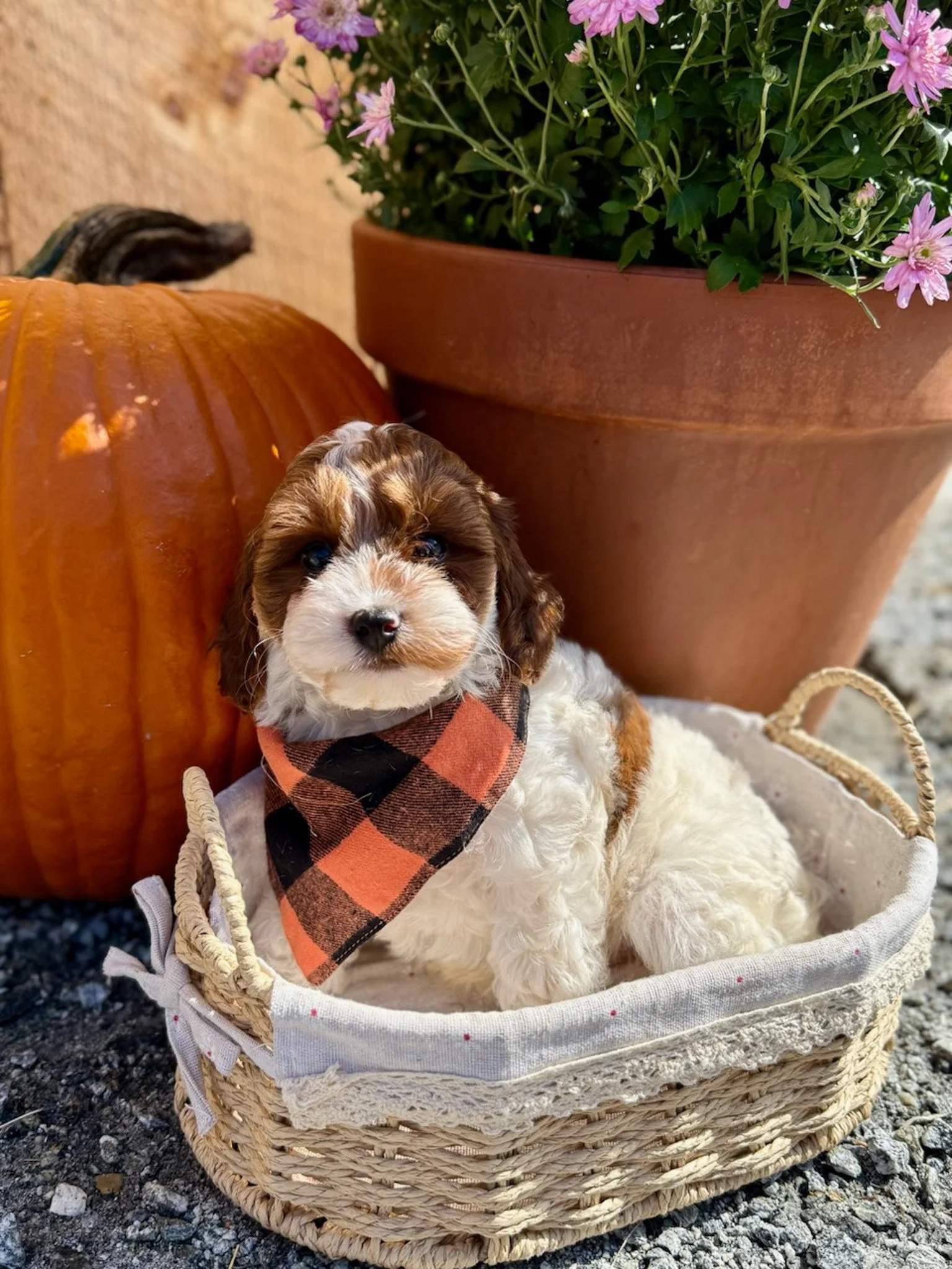 blenheim colored cavapoo puppies for sale cedar creek farm ct