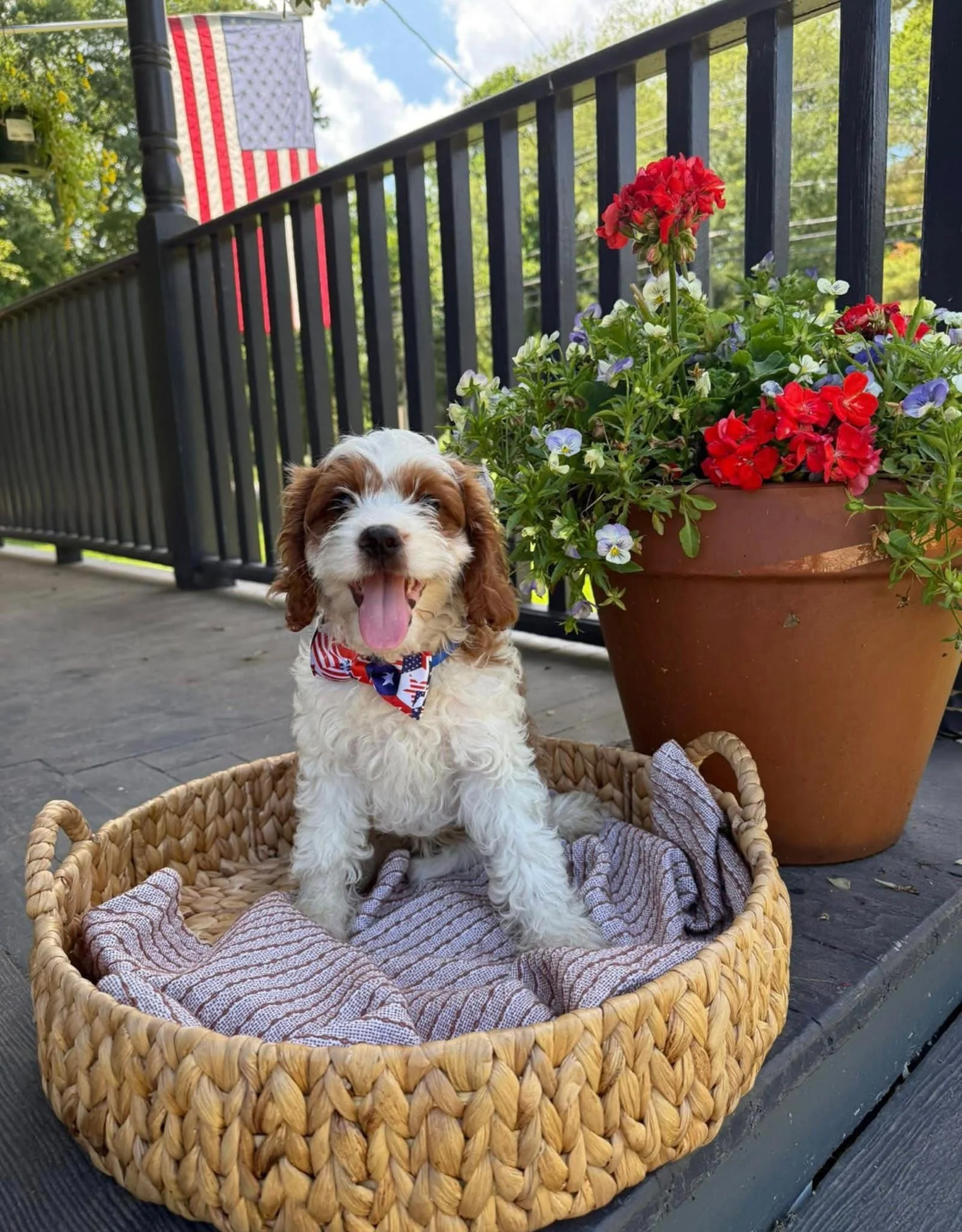 A cute cavapoo puppy sitting in a woven basket with a striped blanket, next to a large flower pot with red and purple flowers on a porch with a black railing and an American flag in the background.