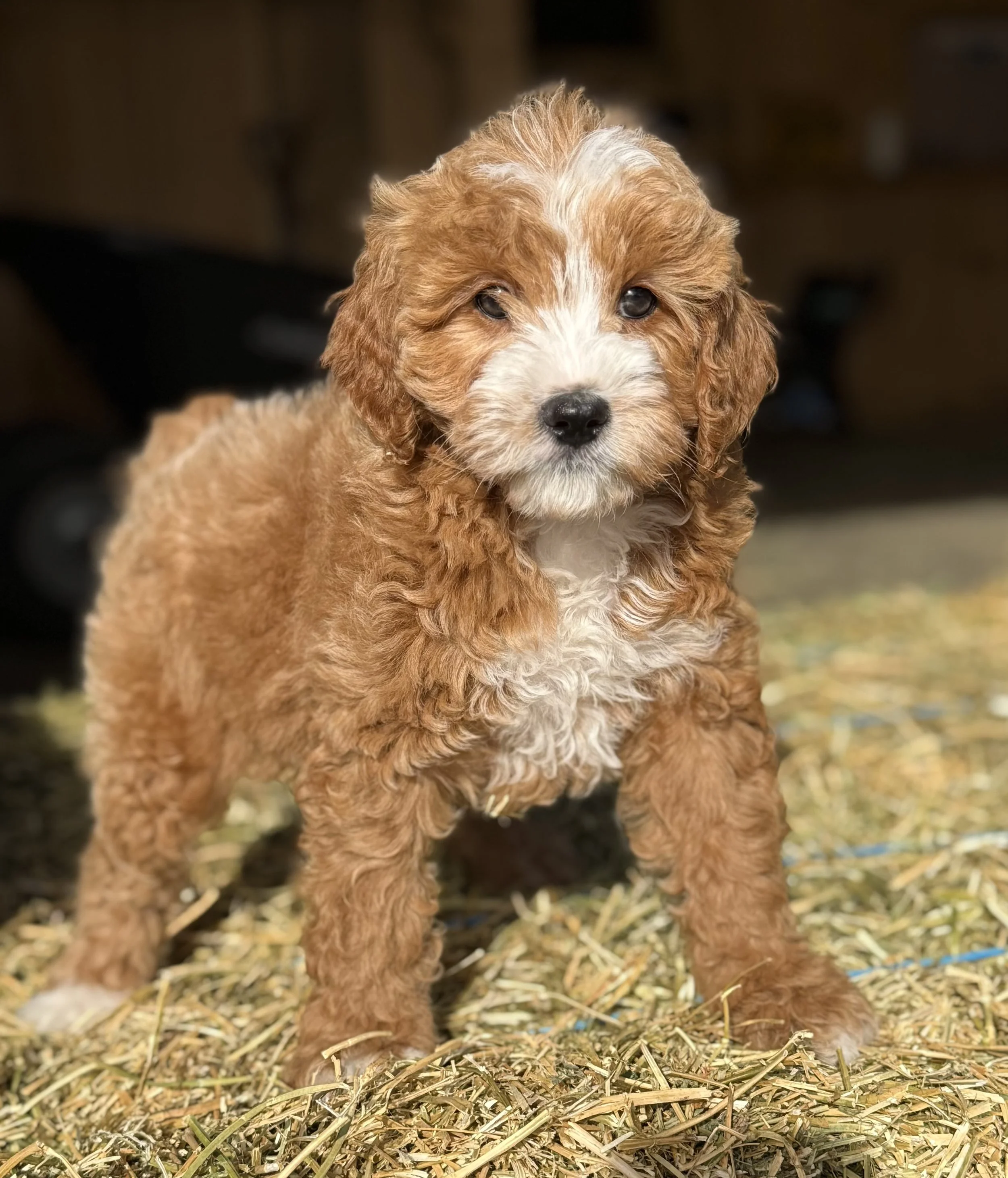 Cavapoo puppies for sale puppies near me dog breeder in connecticut adoption