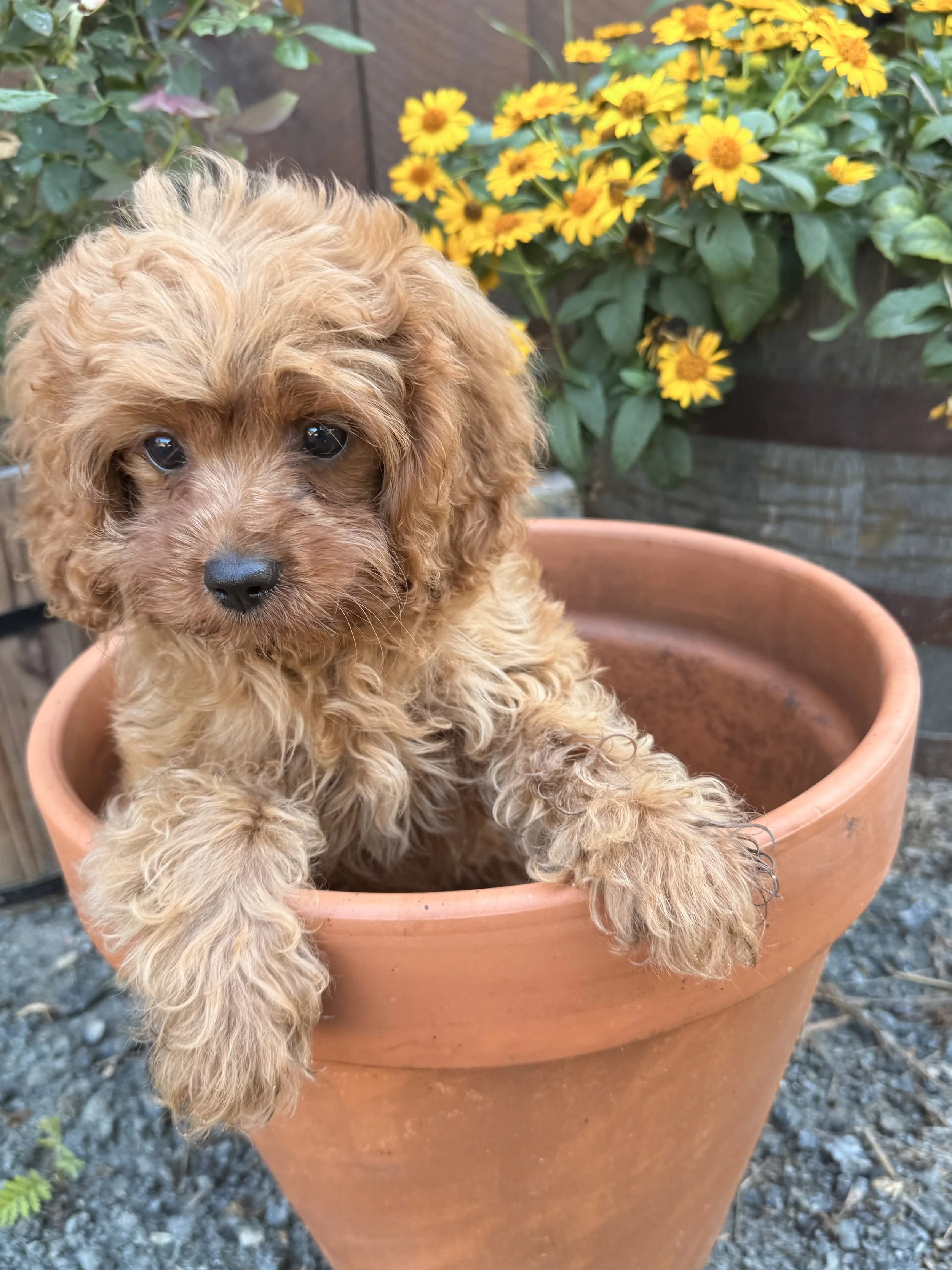 cavapoo puppies for sale dog breeder near me connecticut cedar creek farm