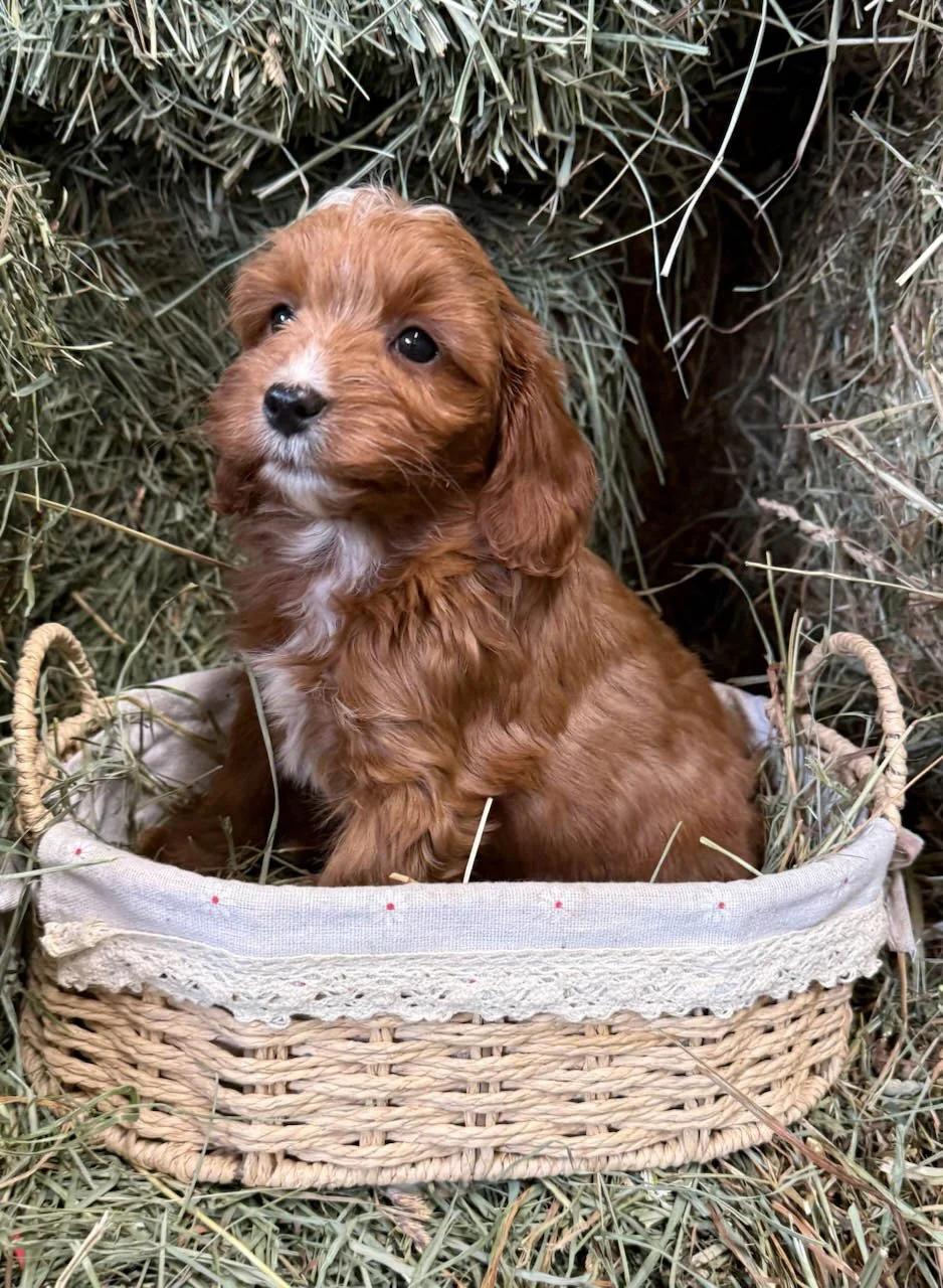 red and white colored cavapoo puppies for sale cedar creek farm ct