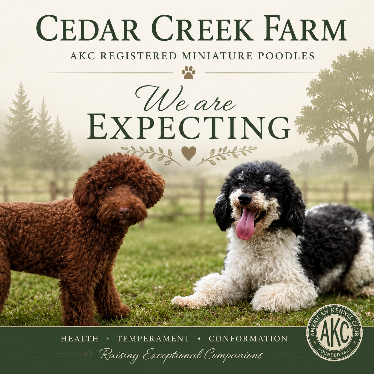 cavapoo puppies for sale Connecticut dog breeder near me  f1b cavapoo puppies new litters mini bernedoodles