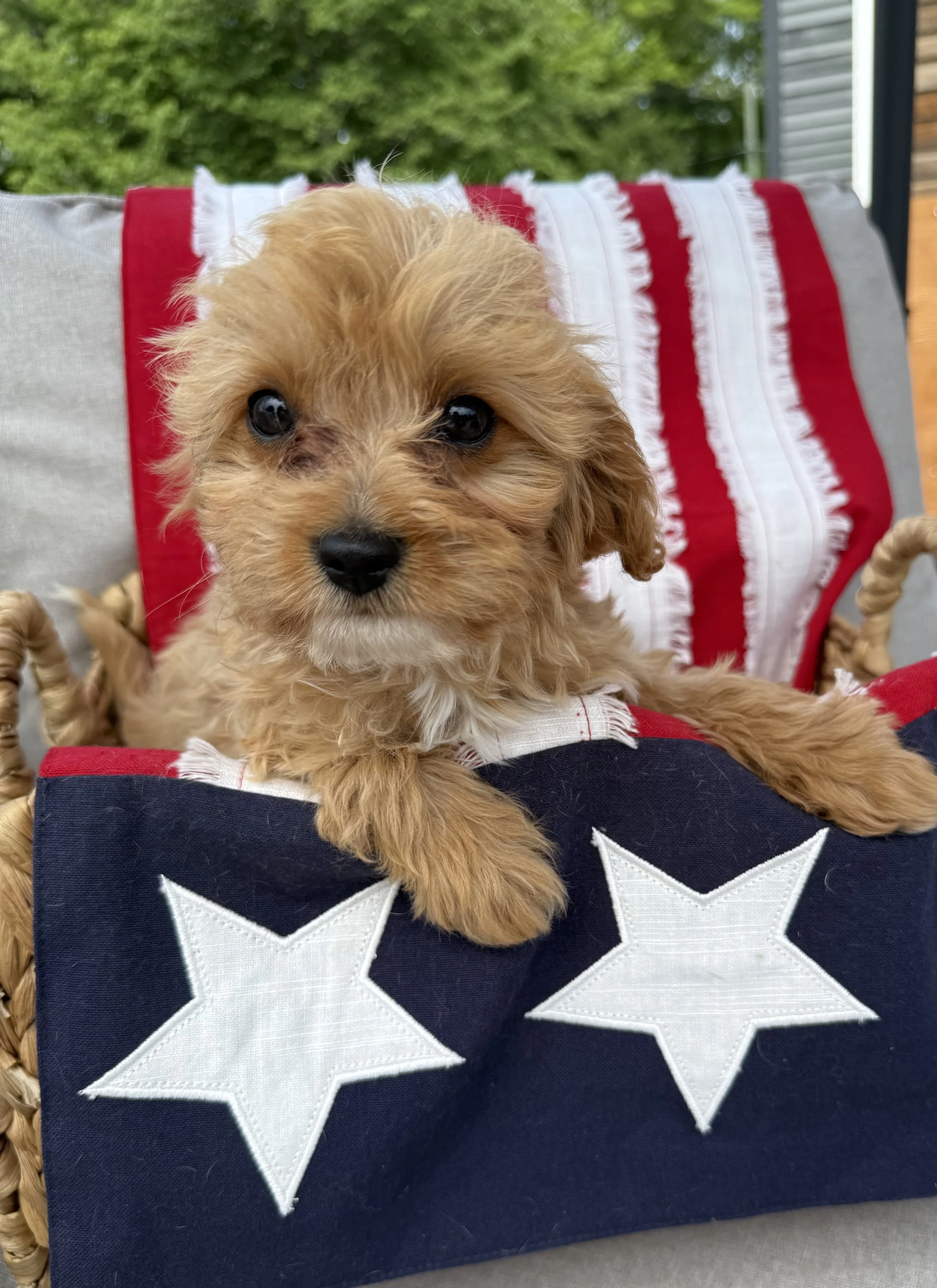 apricot coat colorings cedar creek farm cavapoo puppies dog breeder near me in connecticut