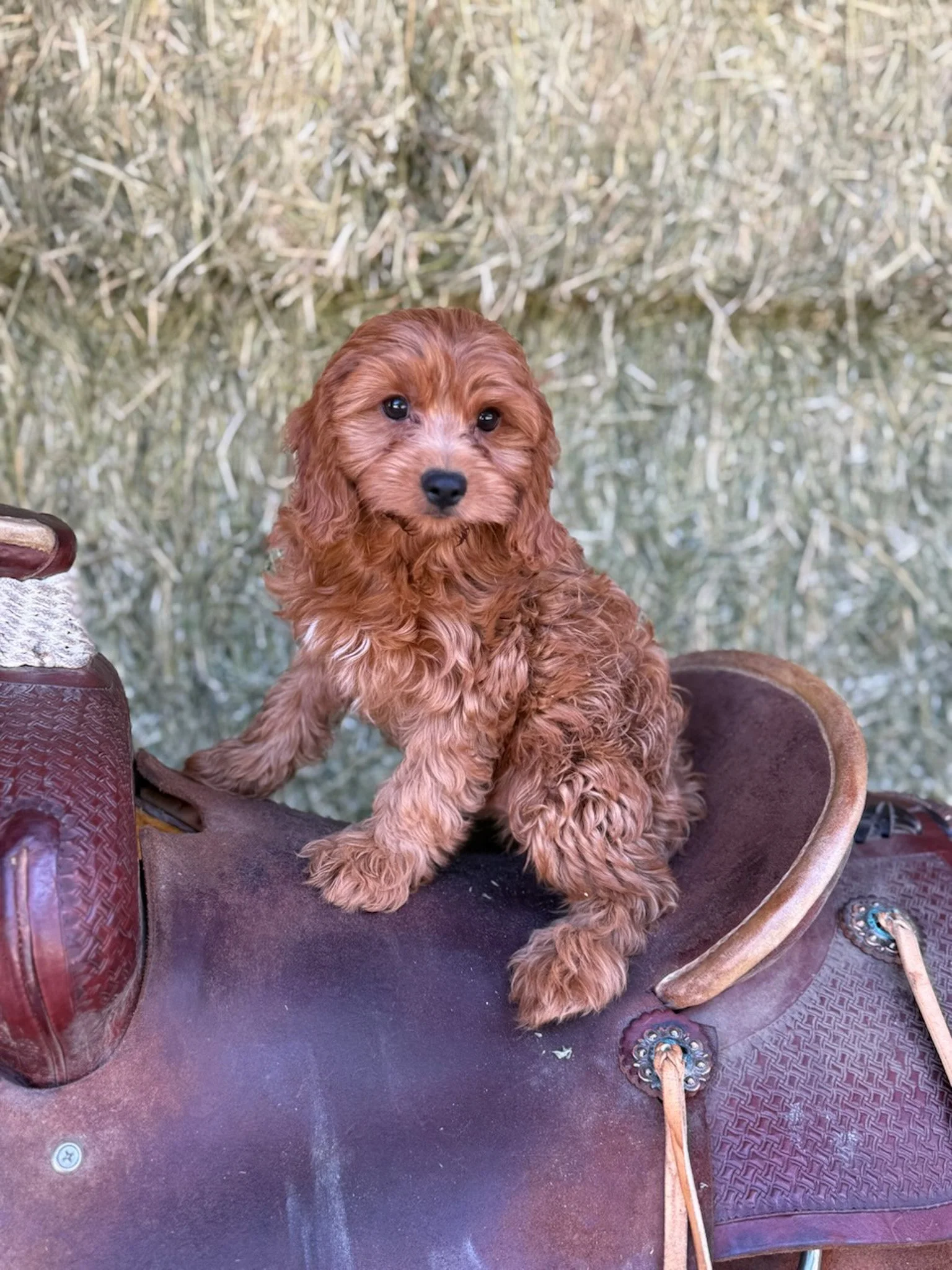 red colored cavapoo puppies for sale cedar creek farm ct