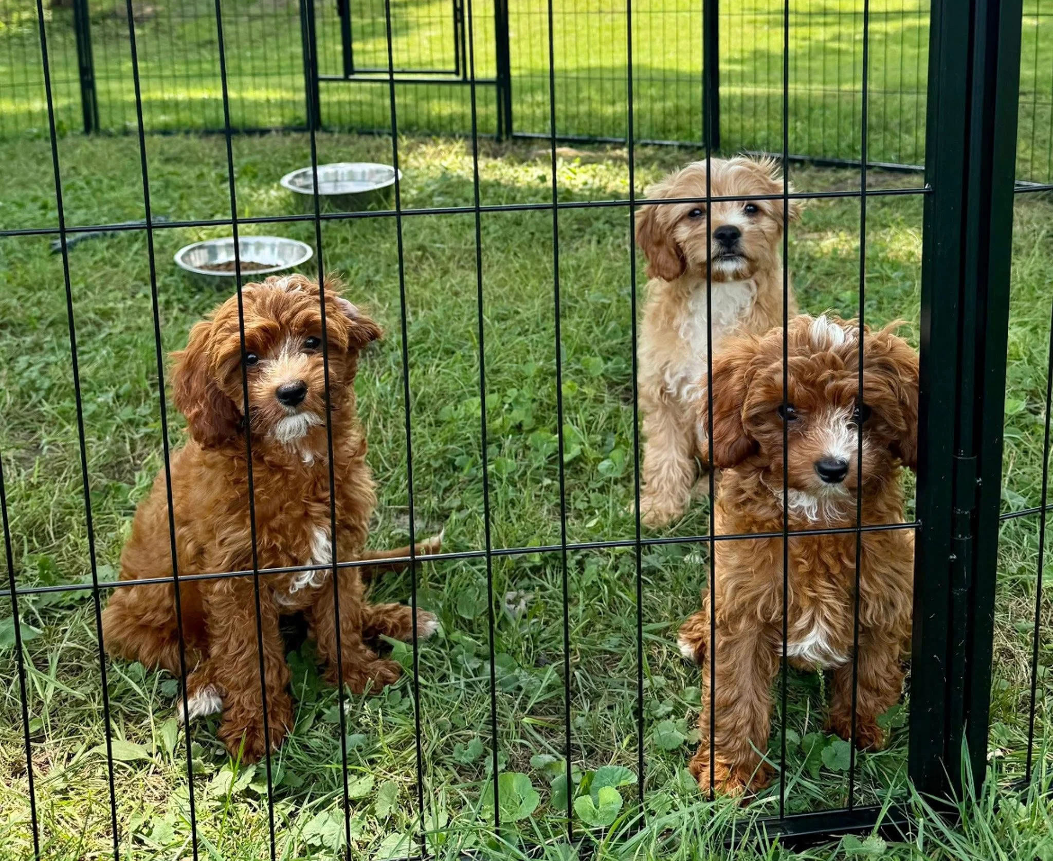 three small cavapoo puppies inside a fenced enclosure in a park, with trees and grass in the background; one blue ball is on the ground near the puppies at cedar creek farm connecticut dog breeder puppies for sale near me 