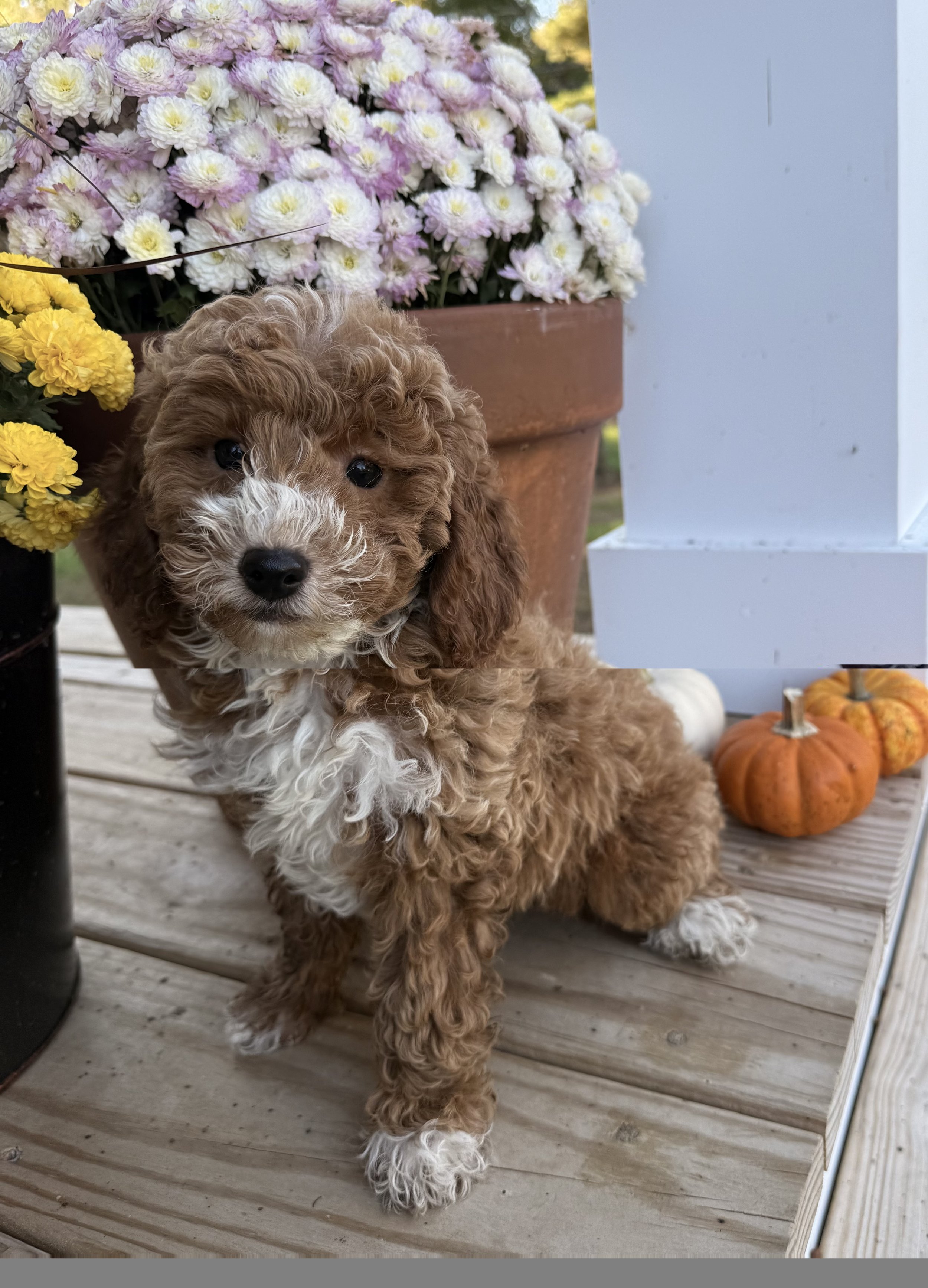 cavapoo for sale puppies for sale near me dog breeder connecticut