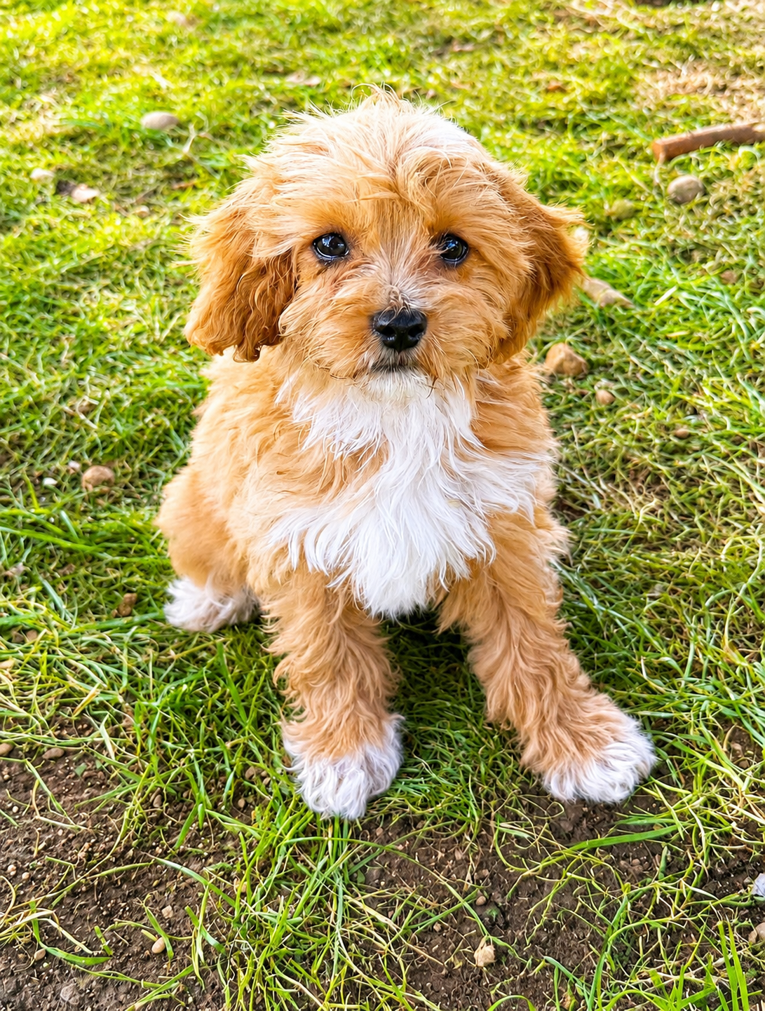cavapoo puppies for sale dog breeder in connecticut cavapoos near me