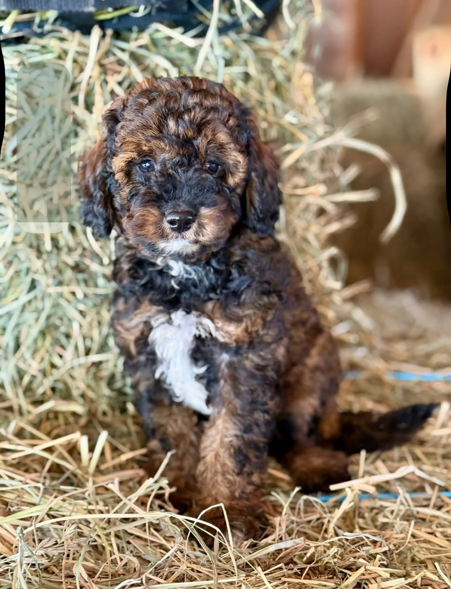 A small, curly-haired cavapoo puppy with brown and black fur sitting on straw in a barn or stable.