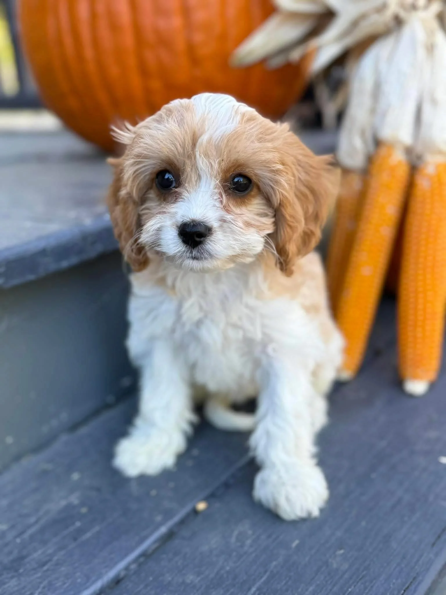 A cute cavapoo puppy with light brown and white curly fur sitting on a wooden porch, surrounded by autumn decorations including pumpkins and corn.