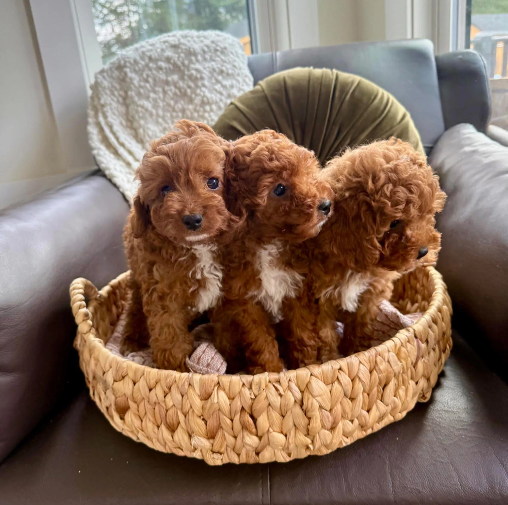 Three adorable red cavapoo puppies with curly fur sitting in a woven basket on a leather couch.