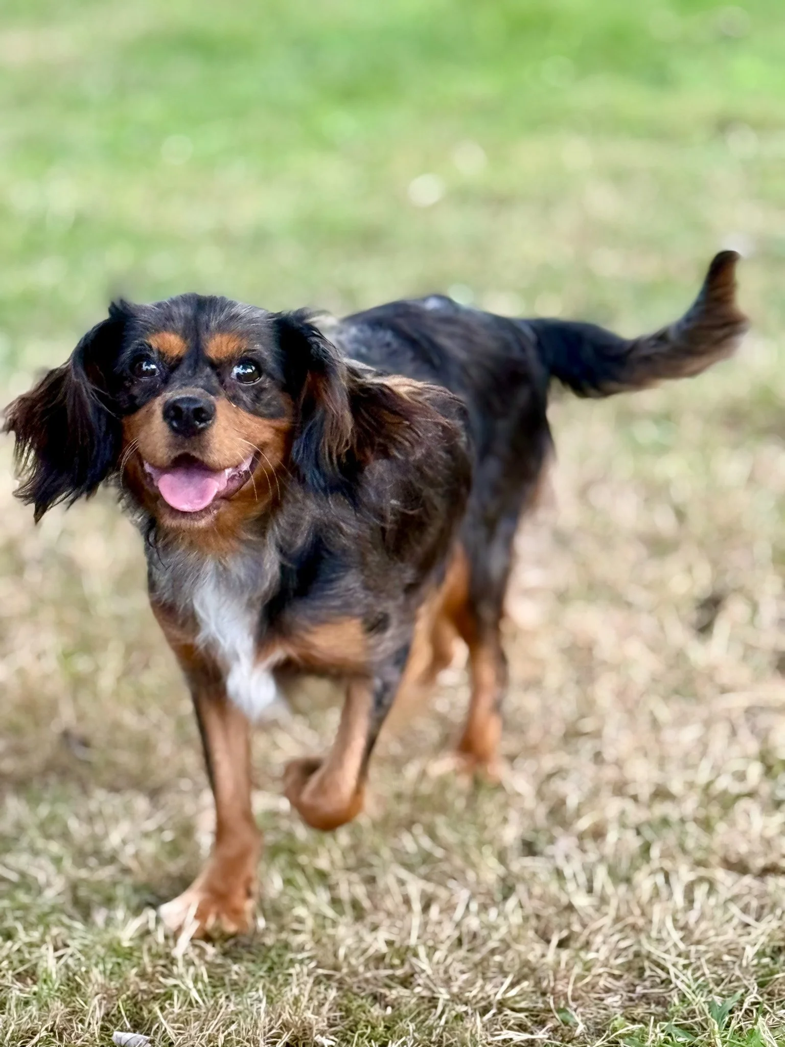 A happy small dog with black and brown fur and floppy ears running on grass cavapoo dog breeder connecticut