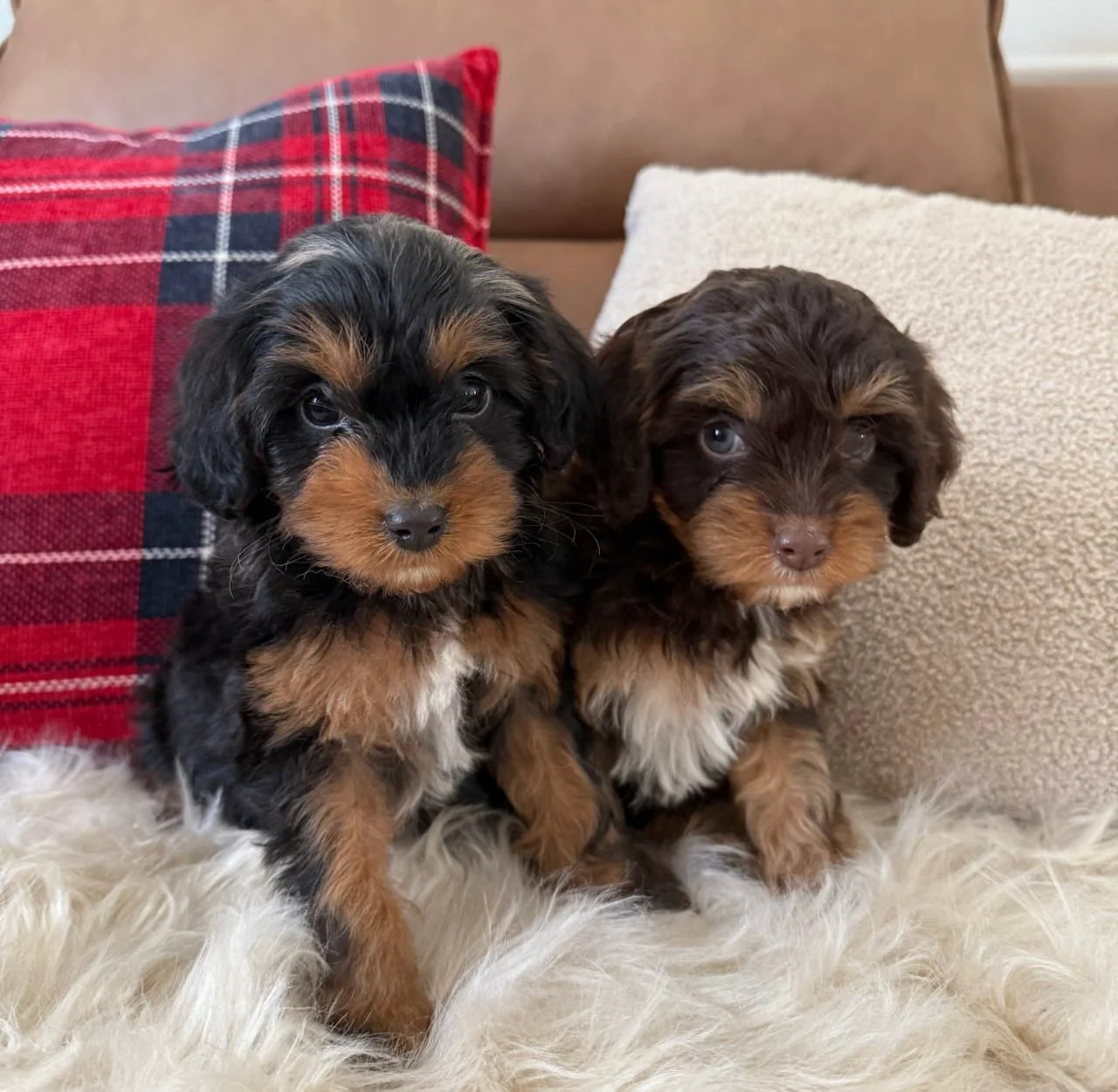 phantom colored cavapoo puppies for sale cedar creek farm ct