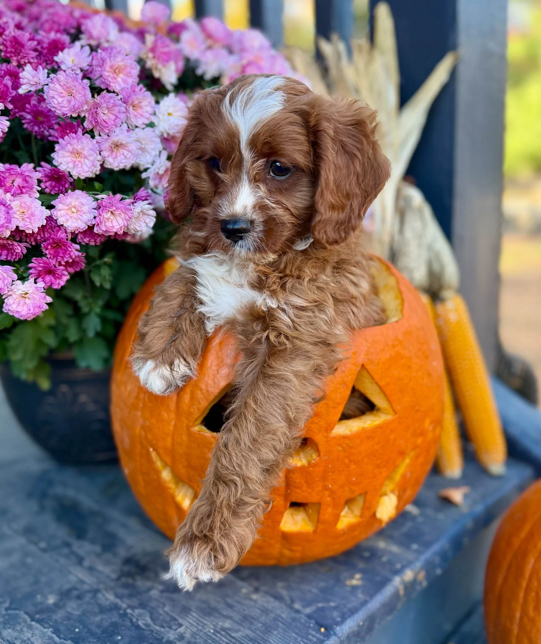 adorable curly-haired cavapoo puppies sitting inside a wheelbarrow with hay, with a wooden wall in the background. cavapoo puppies for sale near me connecitcut dog breeder