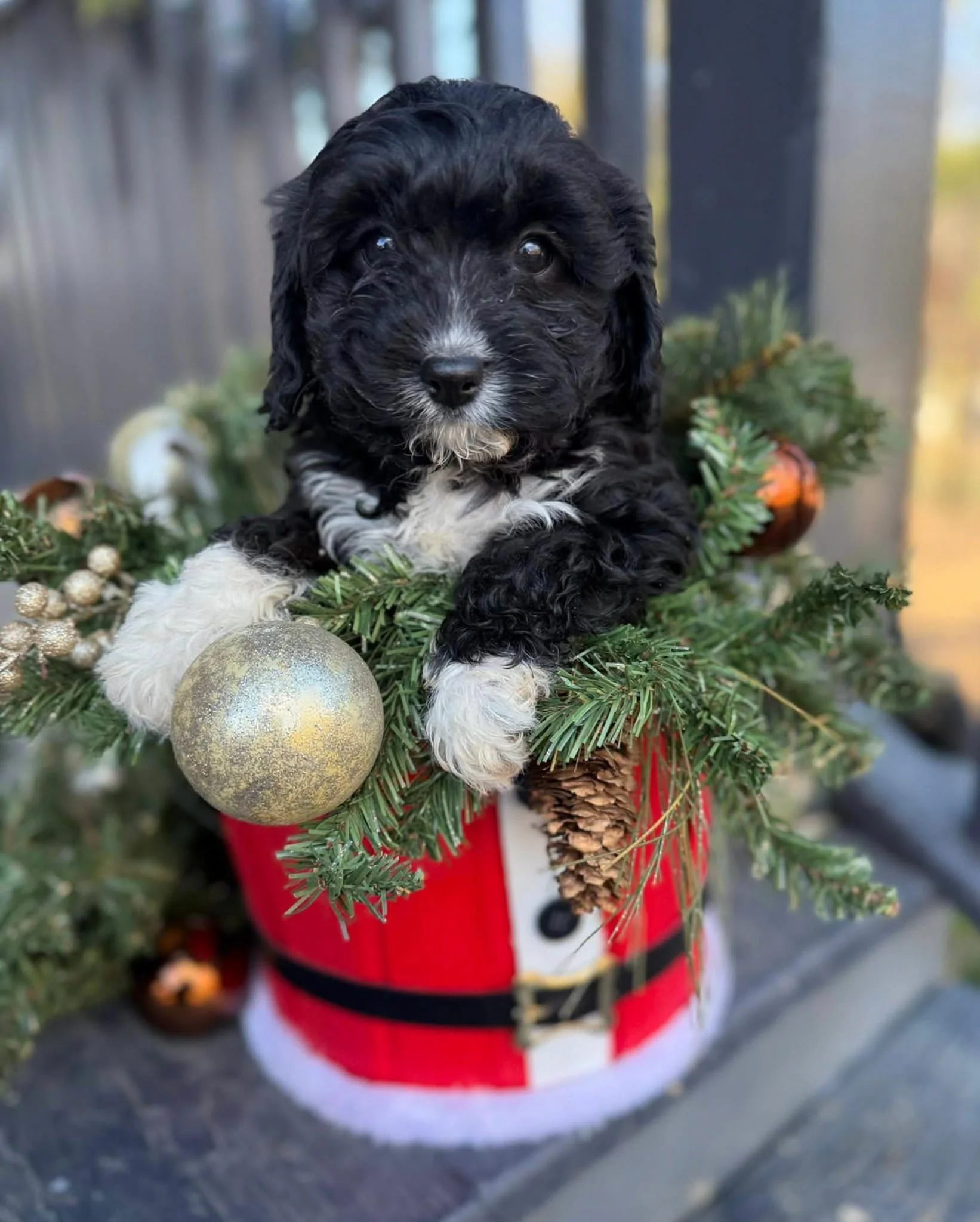 Cute black and white puppy inside a Christmas stocking decorated with pine branches, ornaments, and pinecones cavapoo puppies connecticut