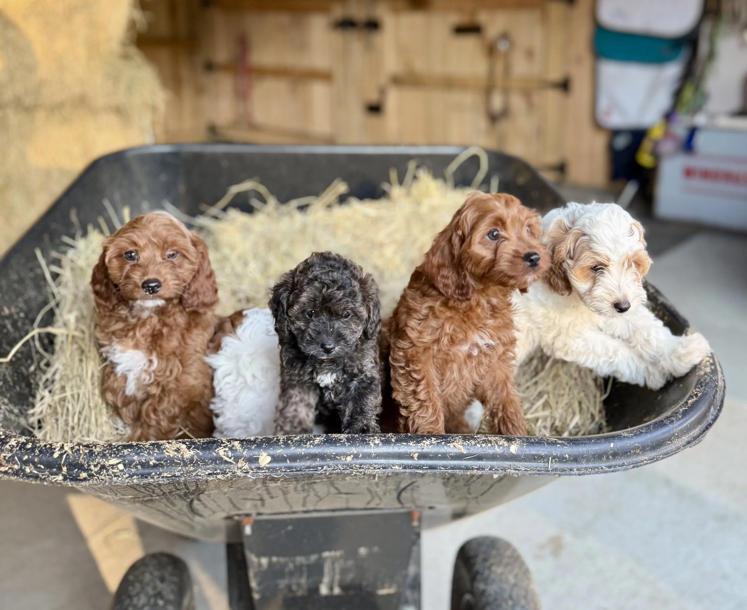 Four adorable curly-haired cavapoo puppies sitting inside a wheelbarrow with hay, with a wooden wall in the background. cavapoo puppies for sale near me connecitcut dog breeder