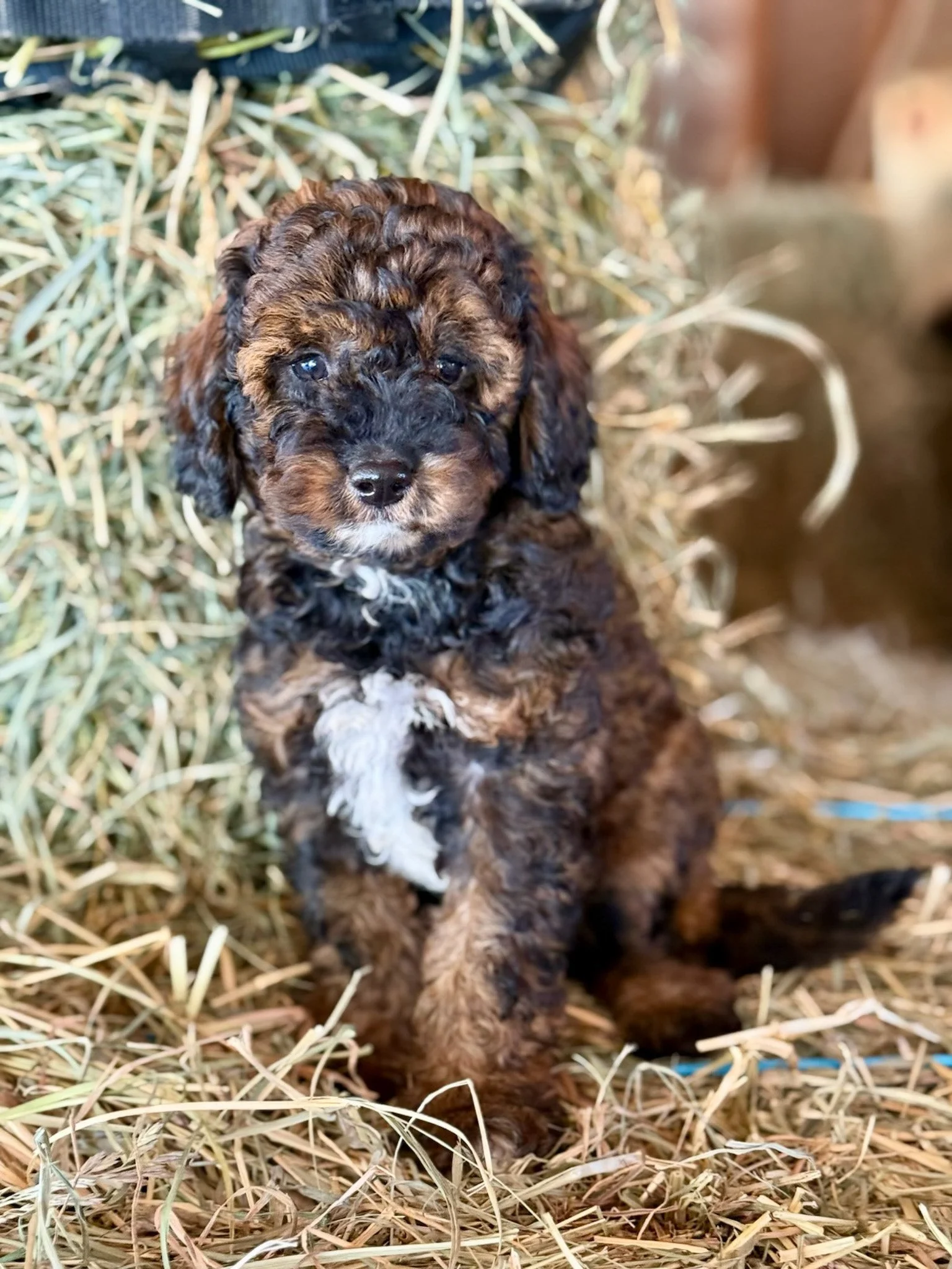 phantom colored cavapoo puppies for sale cedar creek farm ct
