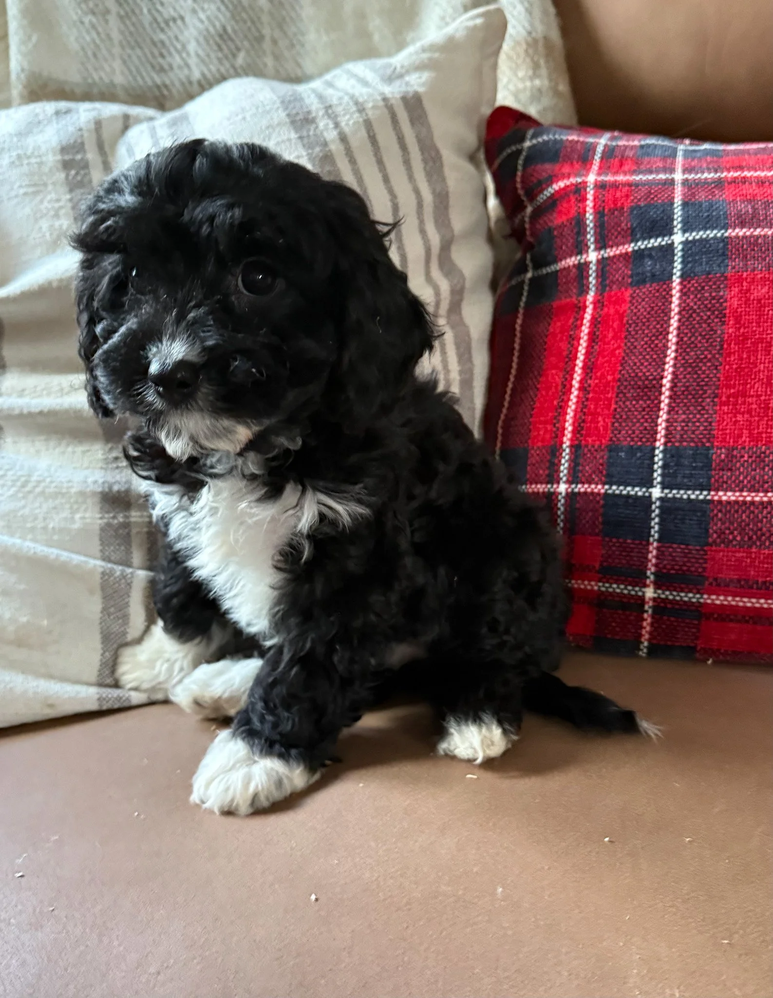 black colored cavapoo puppies for sale cedar creek farm ct
