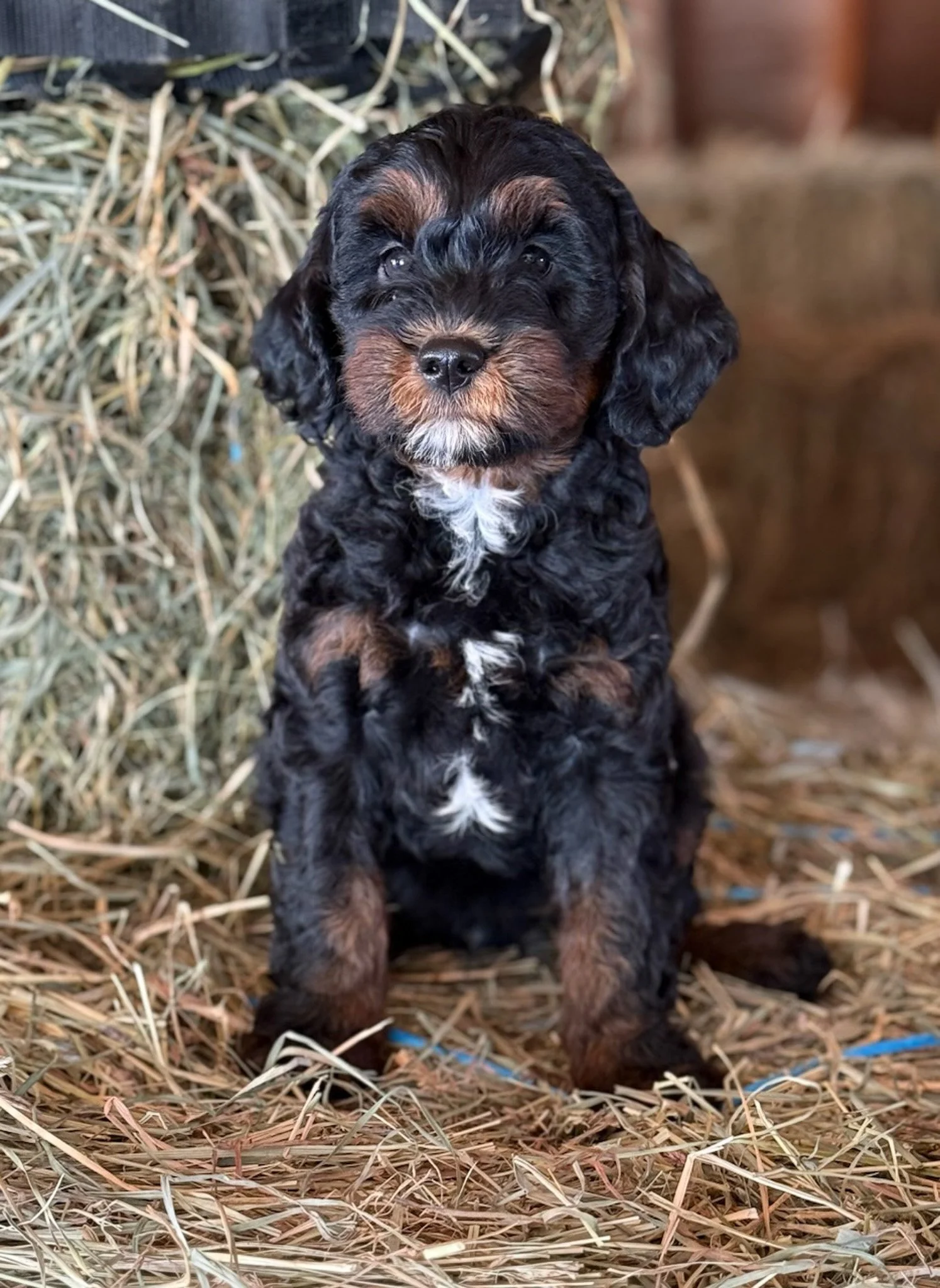 phantom colored cavapoo puppies for sale cedar creek farm ct