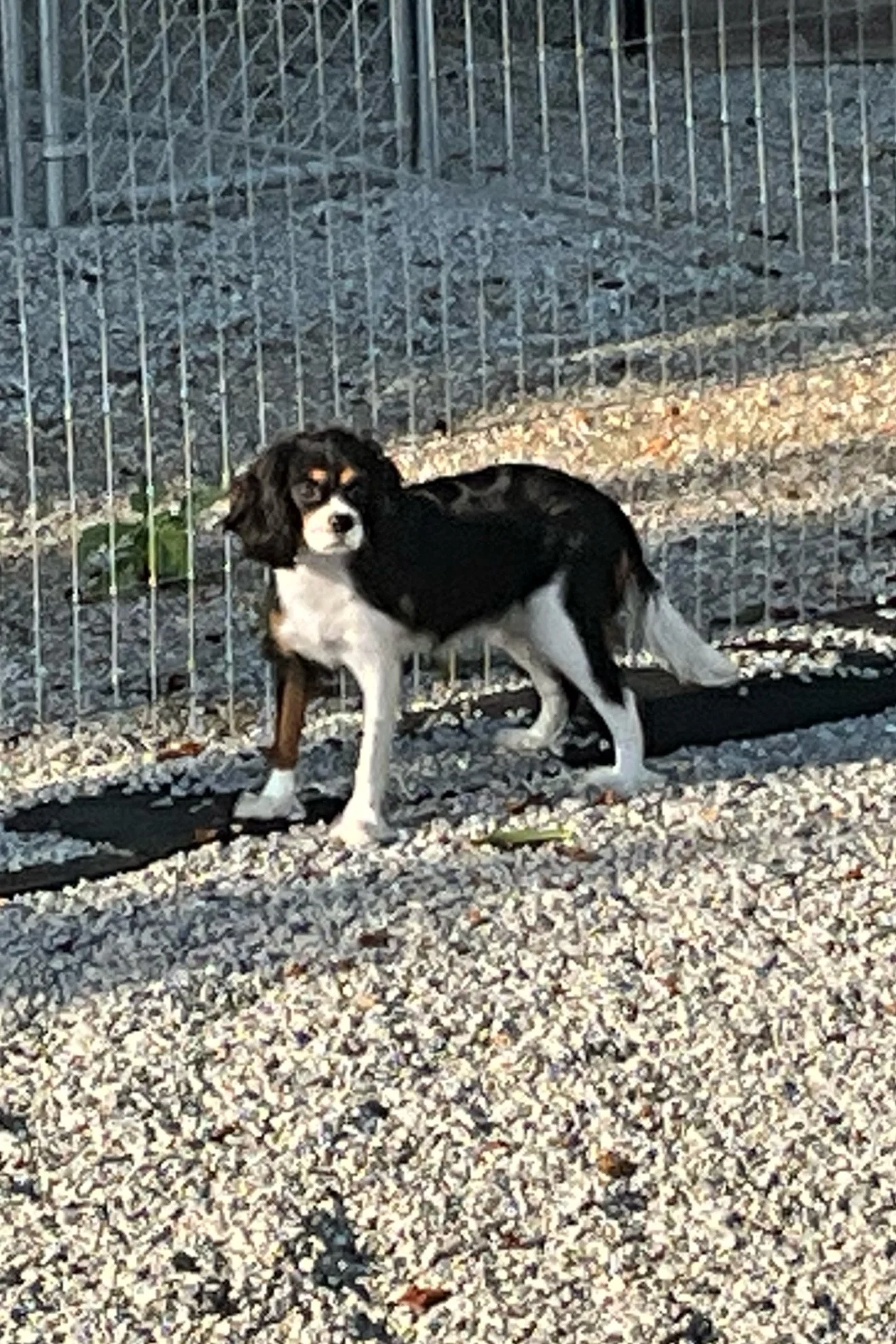 Cedar creek farm cavapoos dams about our breeding program dog breeder in connecticut
