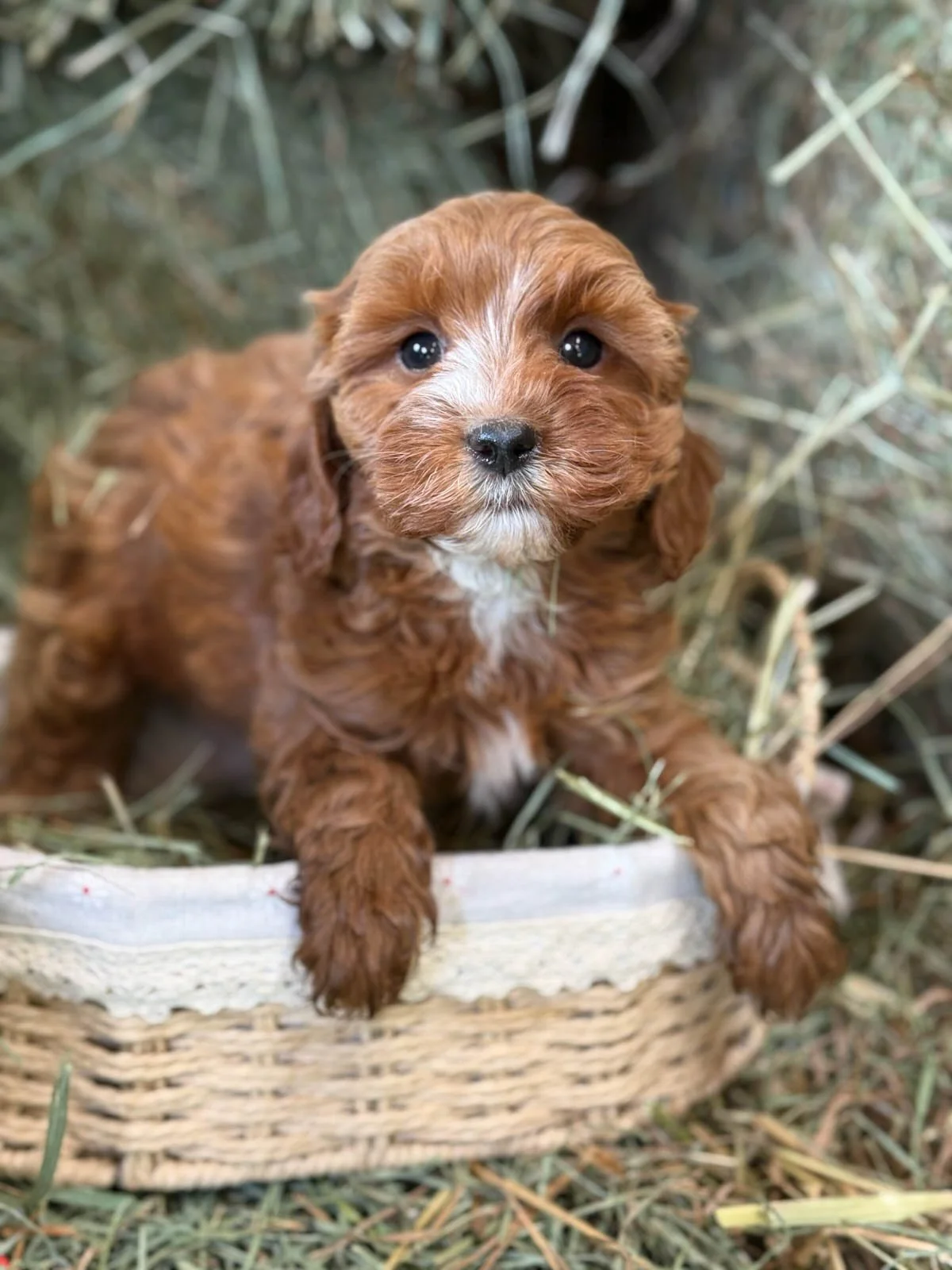 red and white colored cavapoo puppies for sale cedar creek farm ct