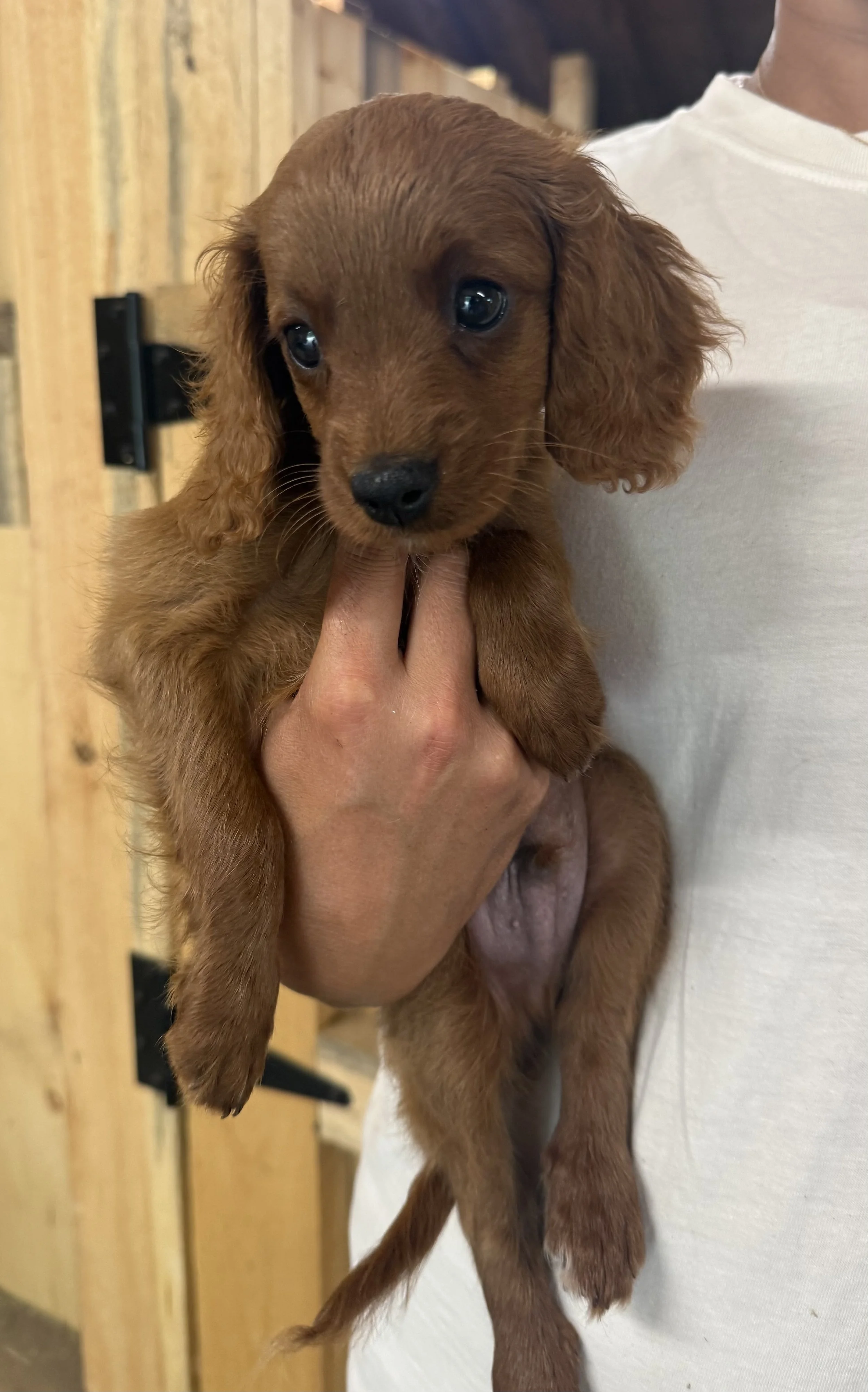 cavapoo puppies for sale dog breeder in connecticut 