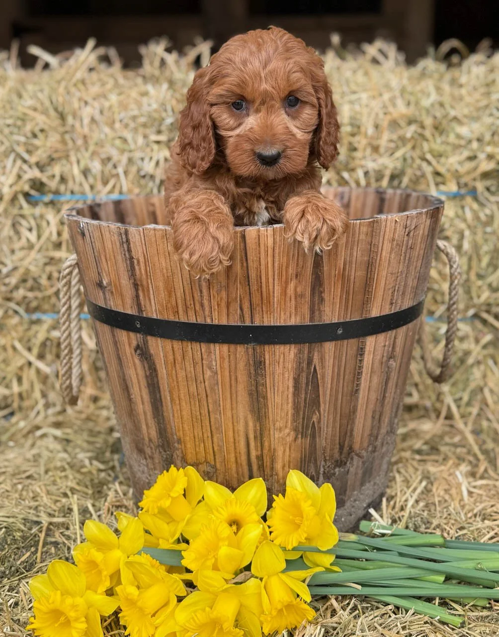 apricot colored cavapoo puppies for sale cedar creek farm ct