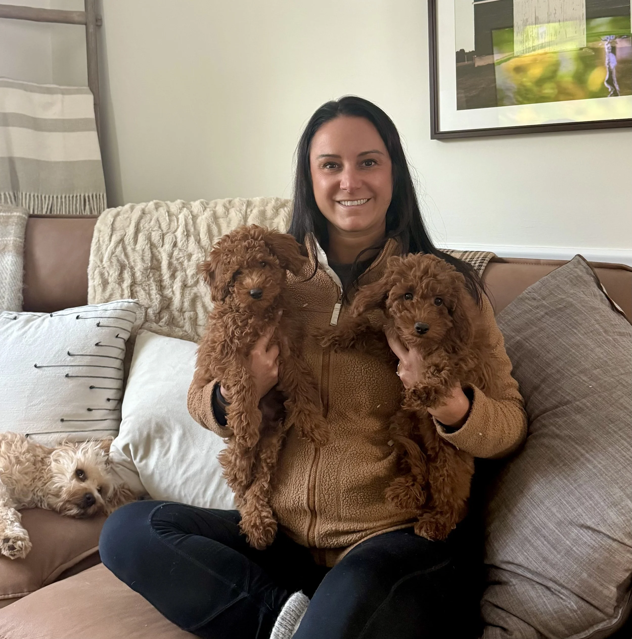 guardian homes cedar creek farm cavapoos house a parent cavapoo puppies for sale