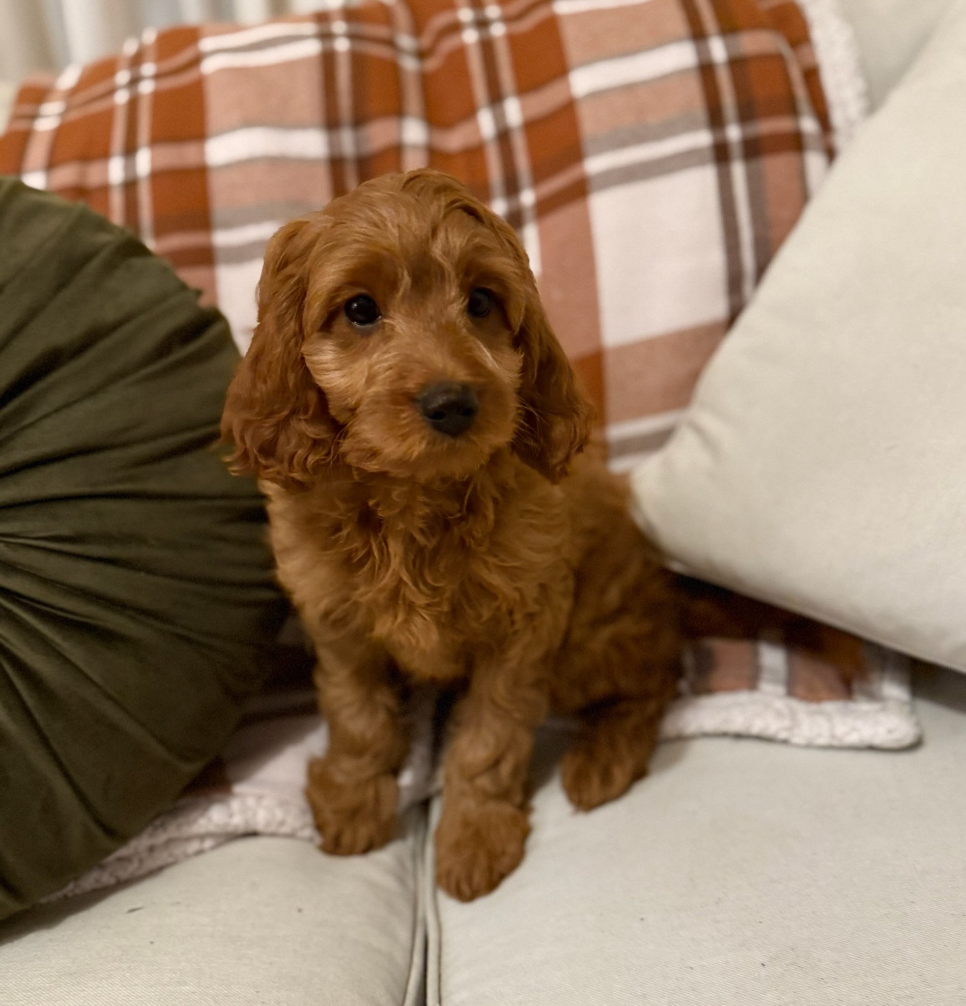red colored cavapoo puppies for sale cedar creek farm ct