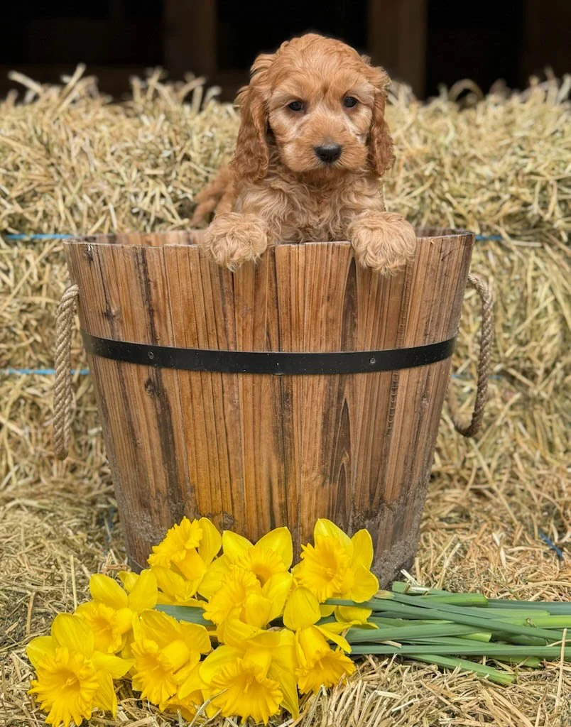 apricot colored cavapoo puppies for sale cedar creek farm ct