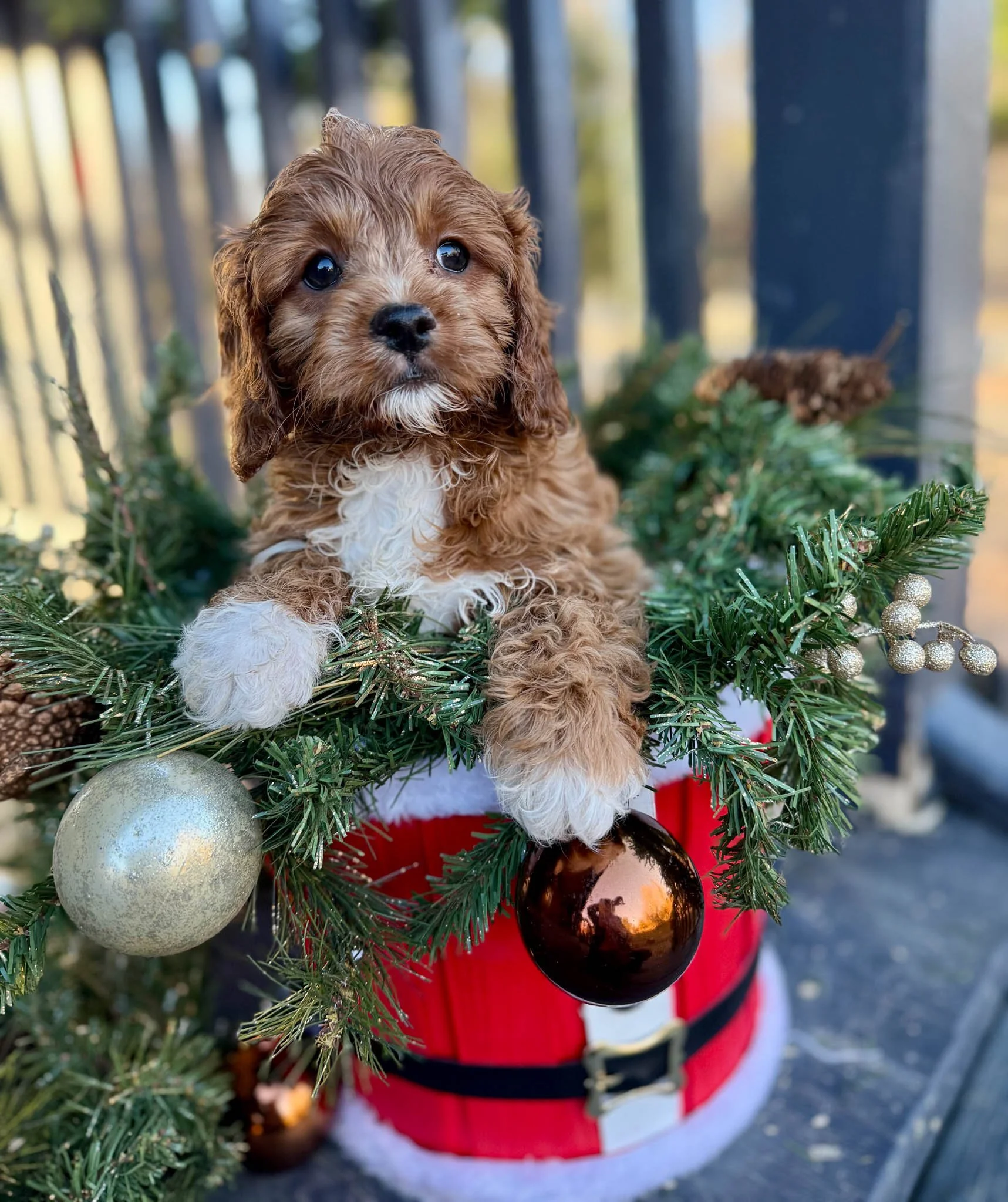 adorable curly-haired cavapoo puppies sitting inside a wheelbarrow with hay, with a wooden wall in the background. cavapoo puppies for sale near me connecitcut dog breeder