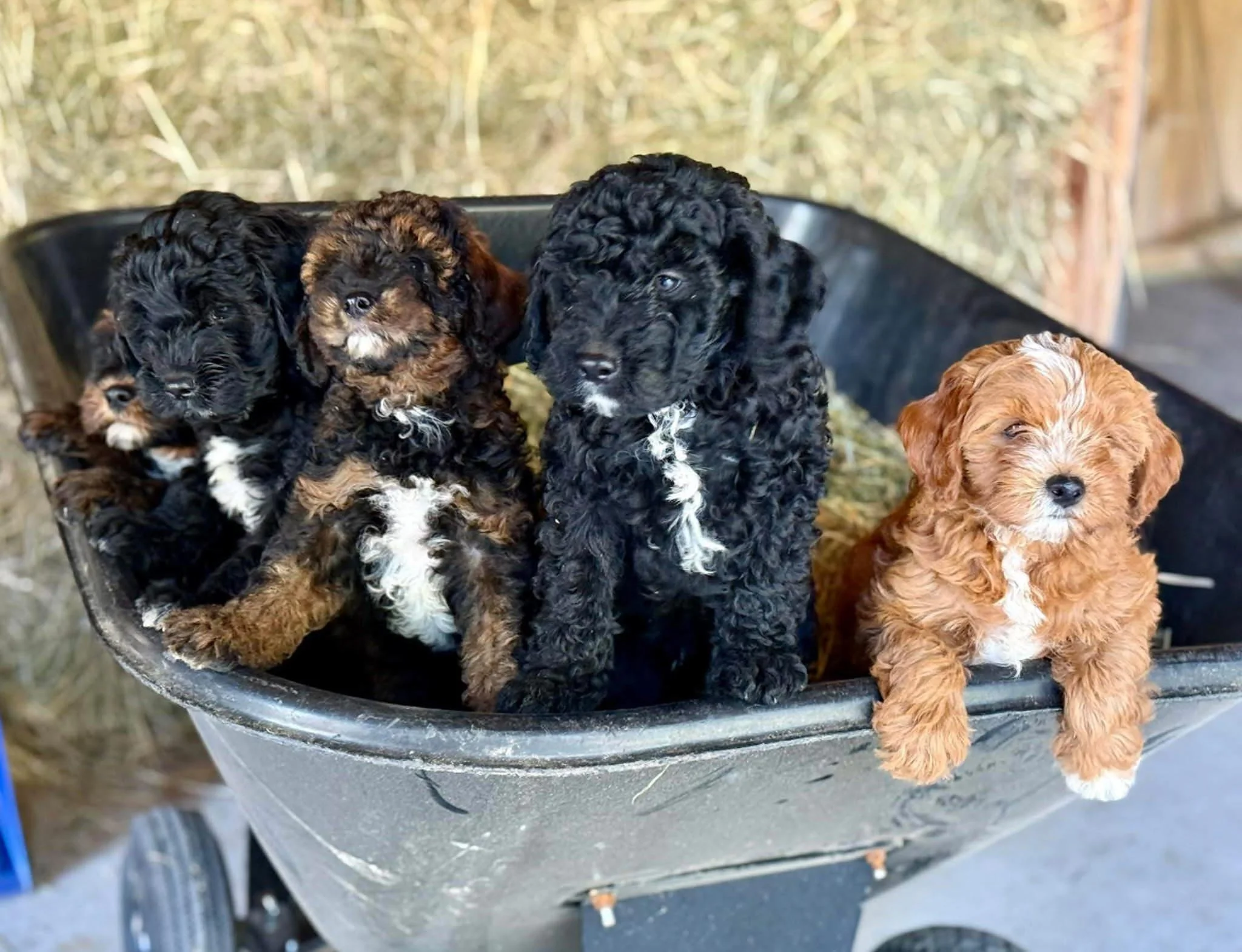 Four adorable curly-haired cavapoo puppies sitting inside a wheelbarrow with hay, with a wooden wall in the background. cavapoo puppies for sale near me connecitcut dog breeder