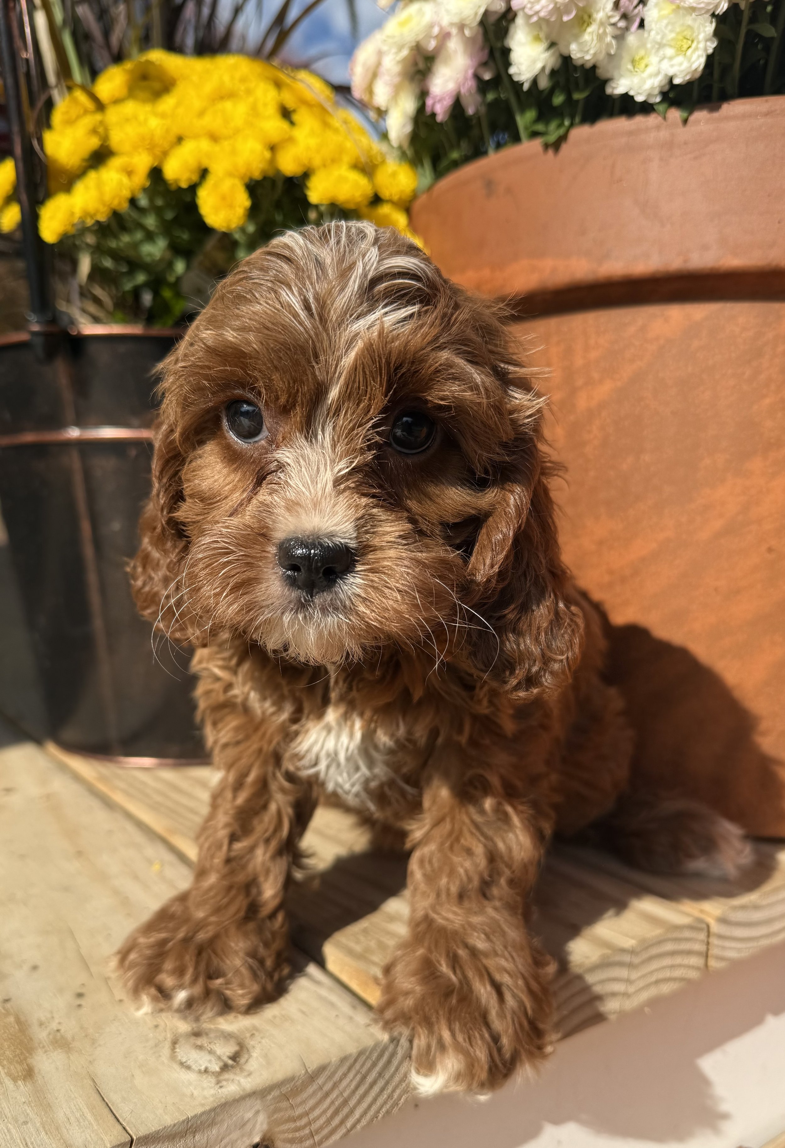 cavapoo puppies for sale dog breeder in connecticut cavapoos near me