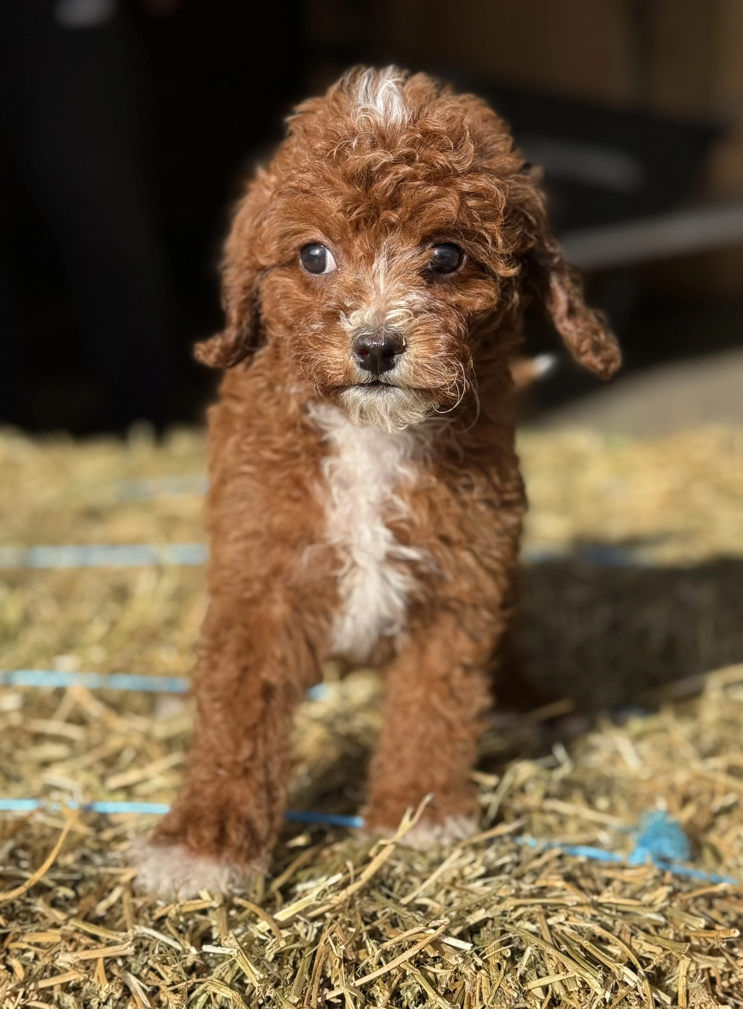 cavapoo for sale puppies for sale near me dog breeder connecticut