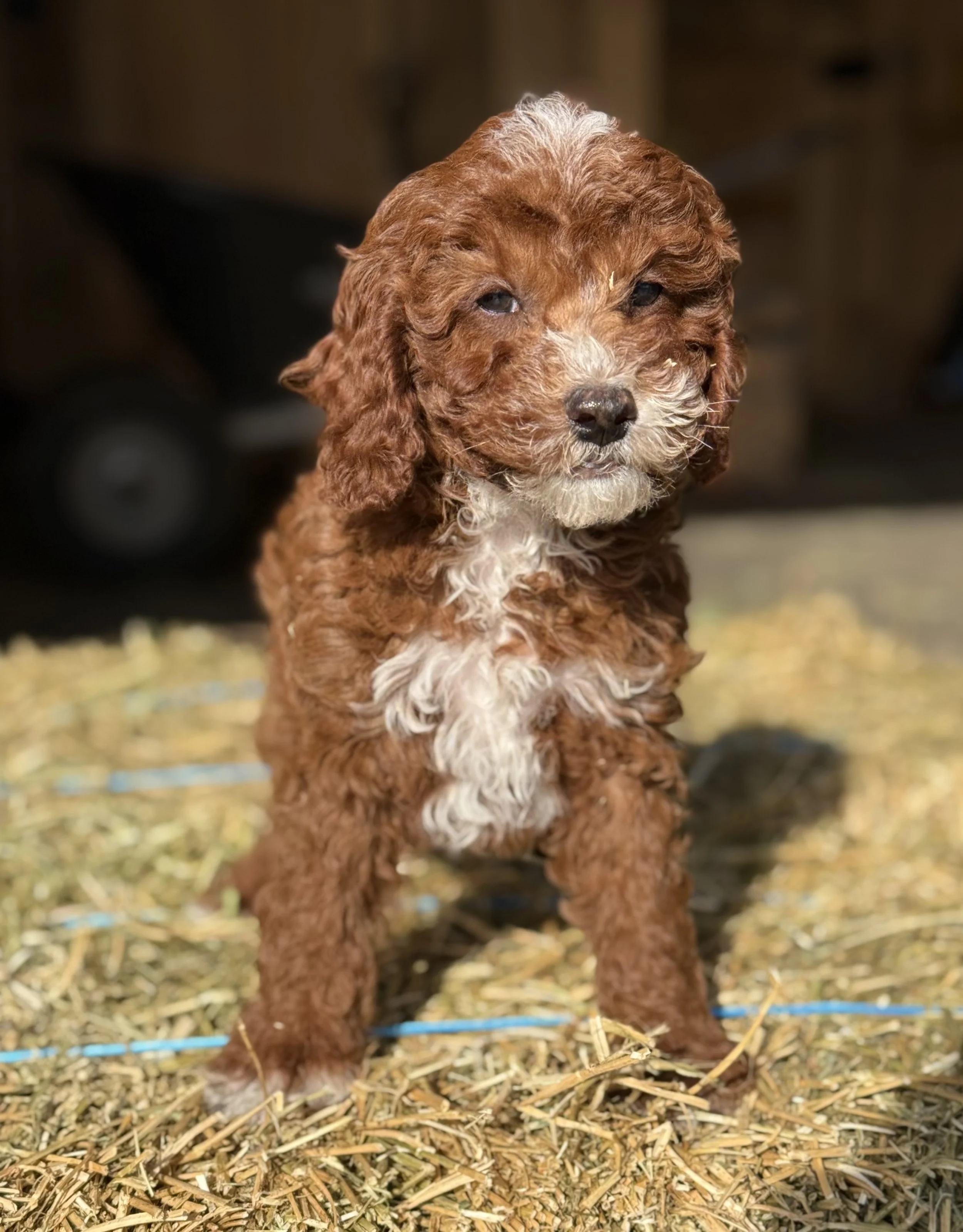 cavapoo puppies for sale dog breeder near me connecticut cedar creek farm