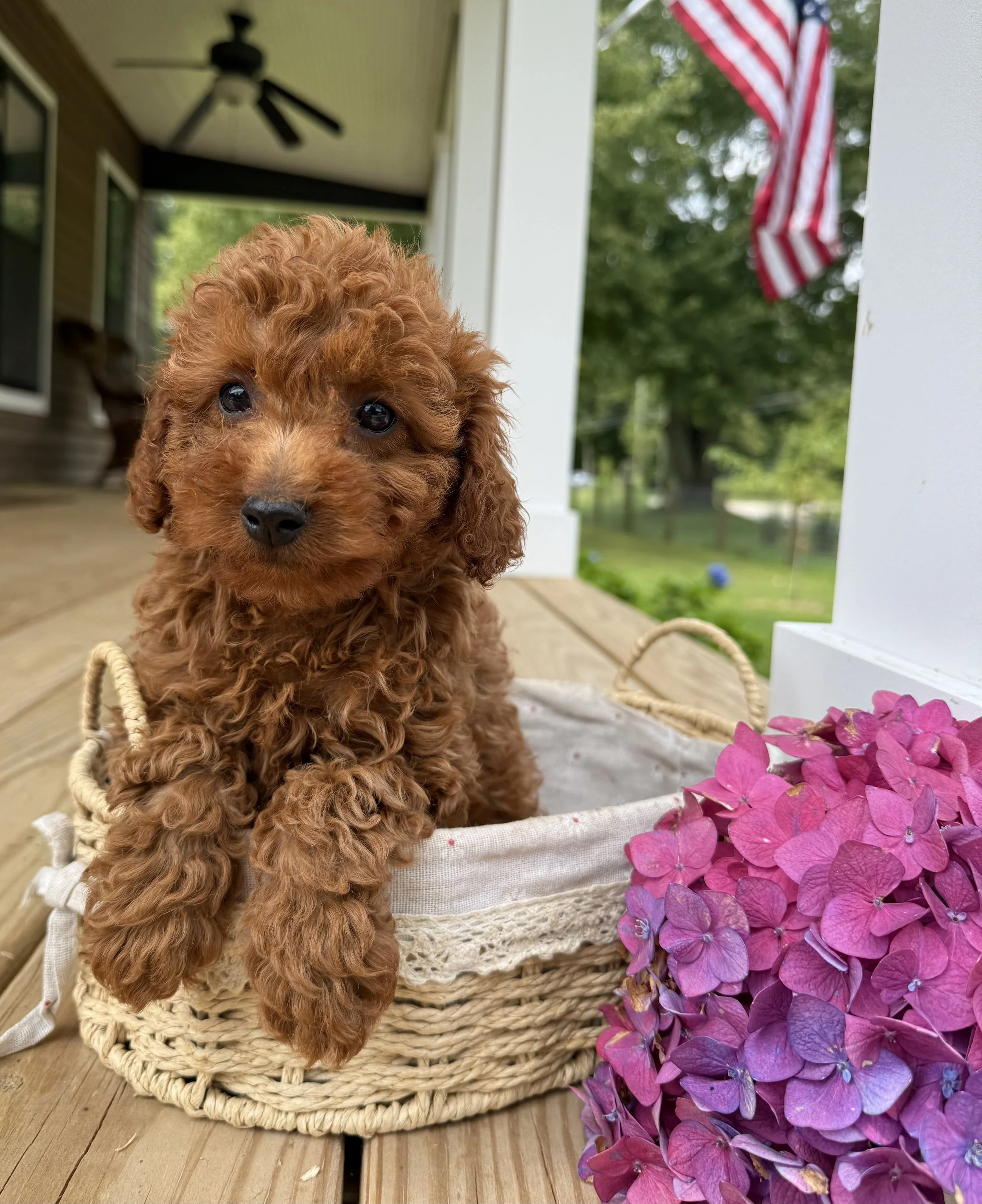 cavapoo puppies for sale dog breeder in connecticut 