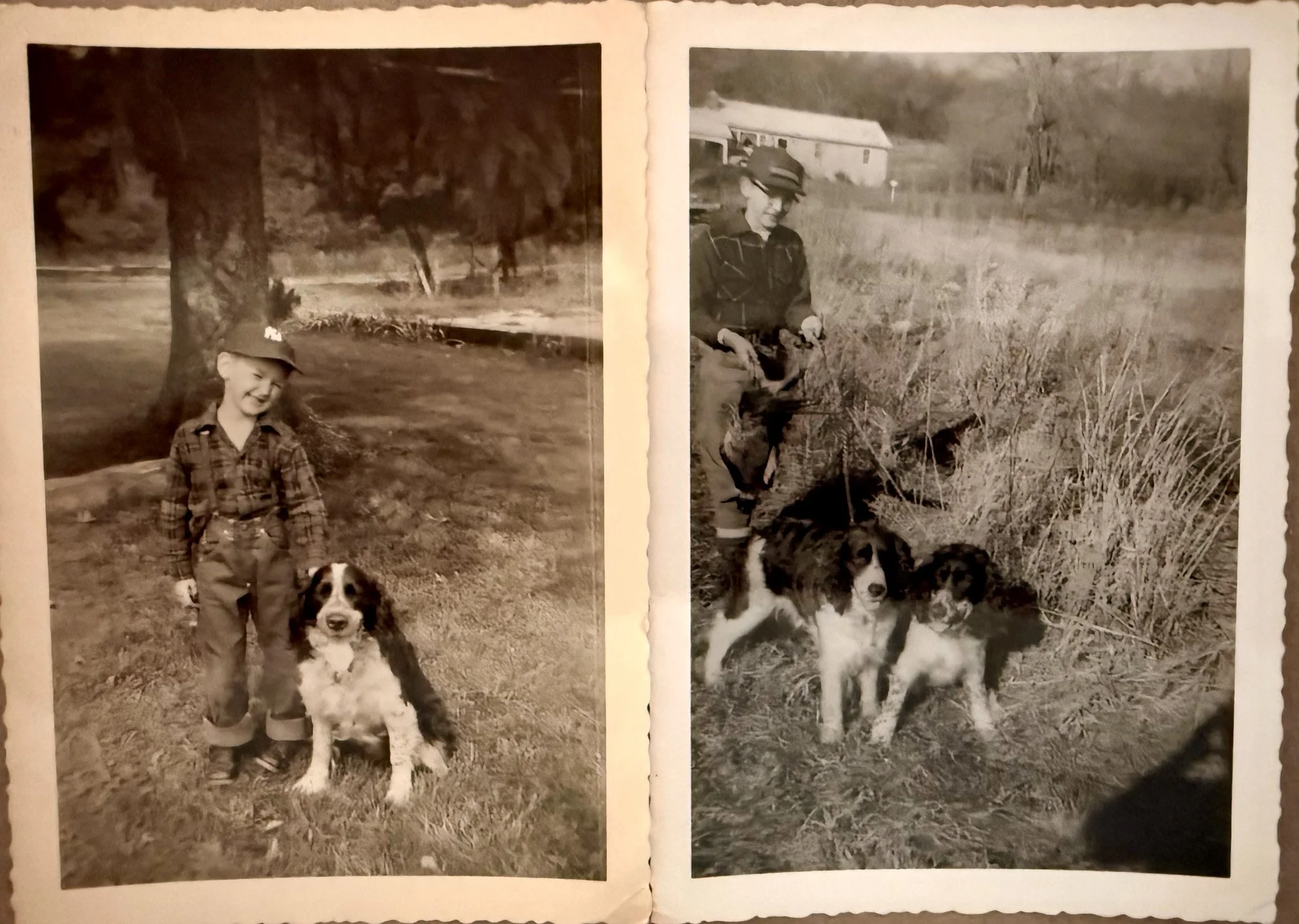 cedar creek farm cavapoos history dog breeder near me connecticut breeder puppies