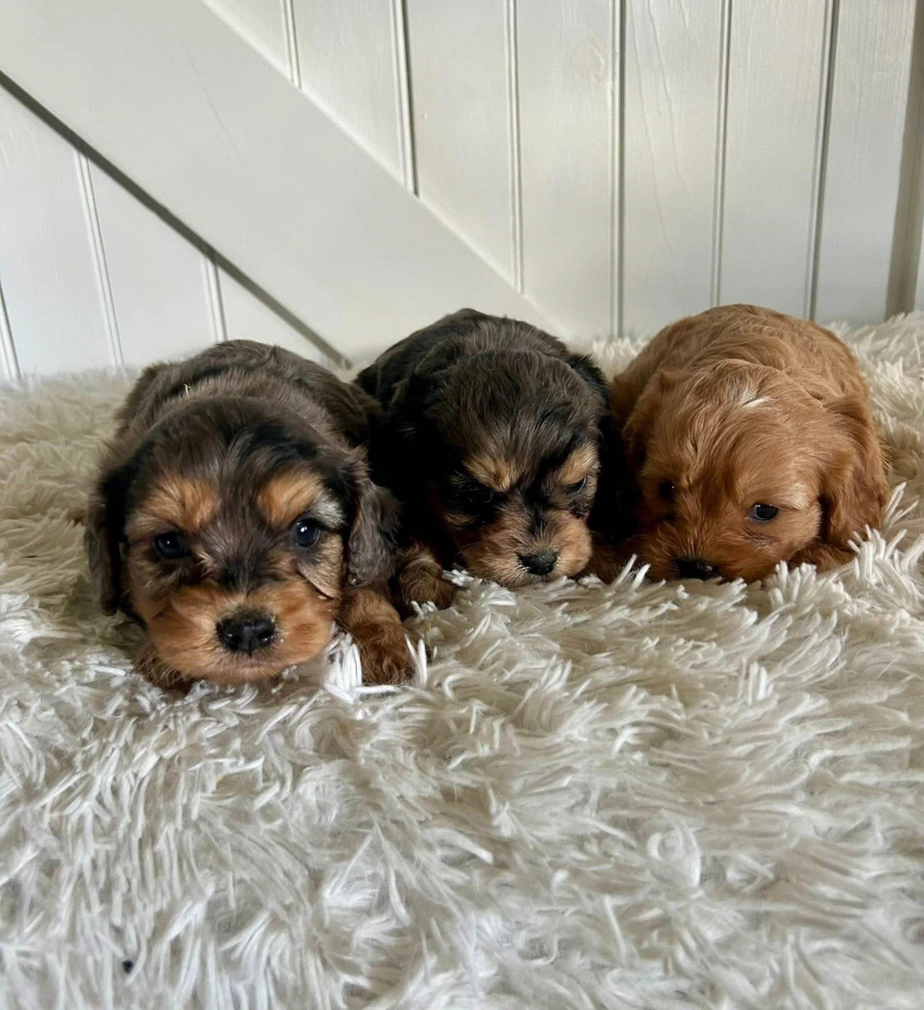 Three adorable cavapoo puppies lying on a fluffy cream-colored rug with a white wall in the background.