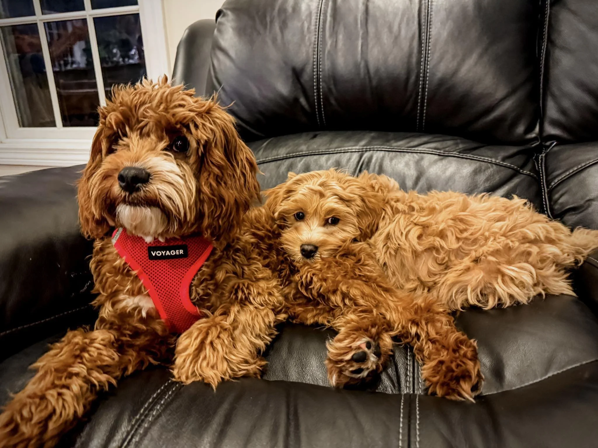 cavapoo puppies for sale cedar creek farm adopt a cavapoo guardian homes house a parent today