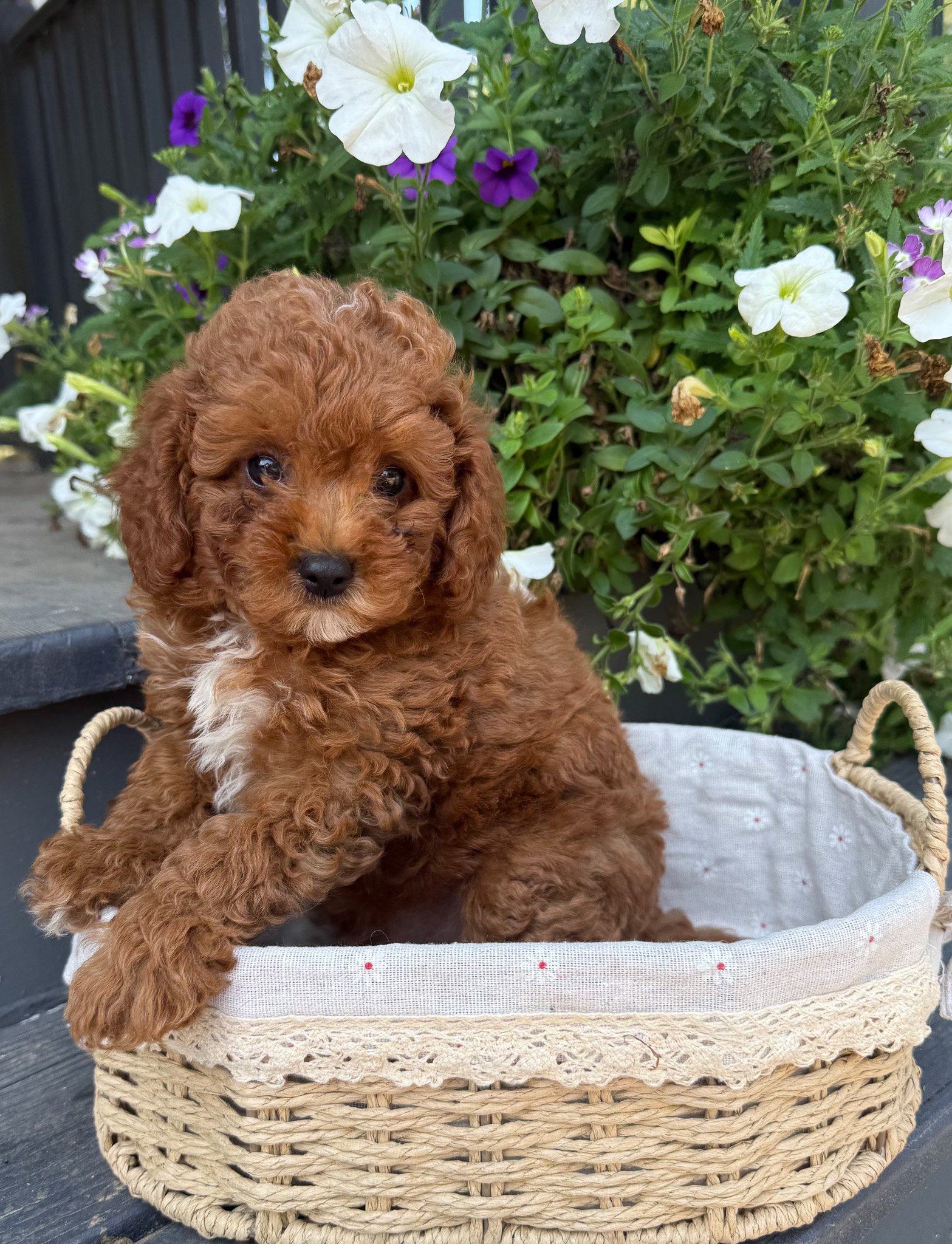 red colored cavapoo puppies for sale cedar creek farm ct
