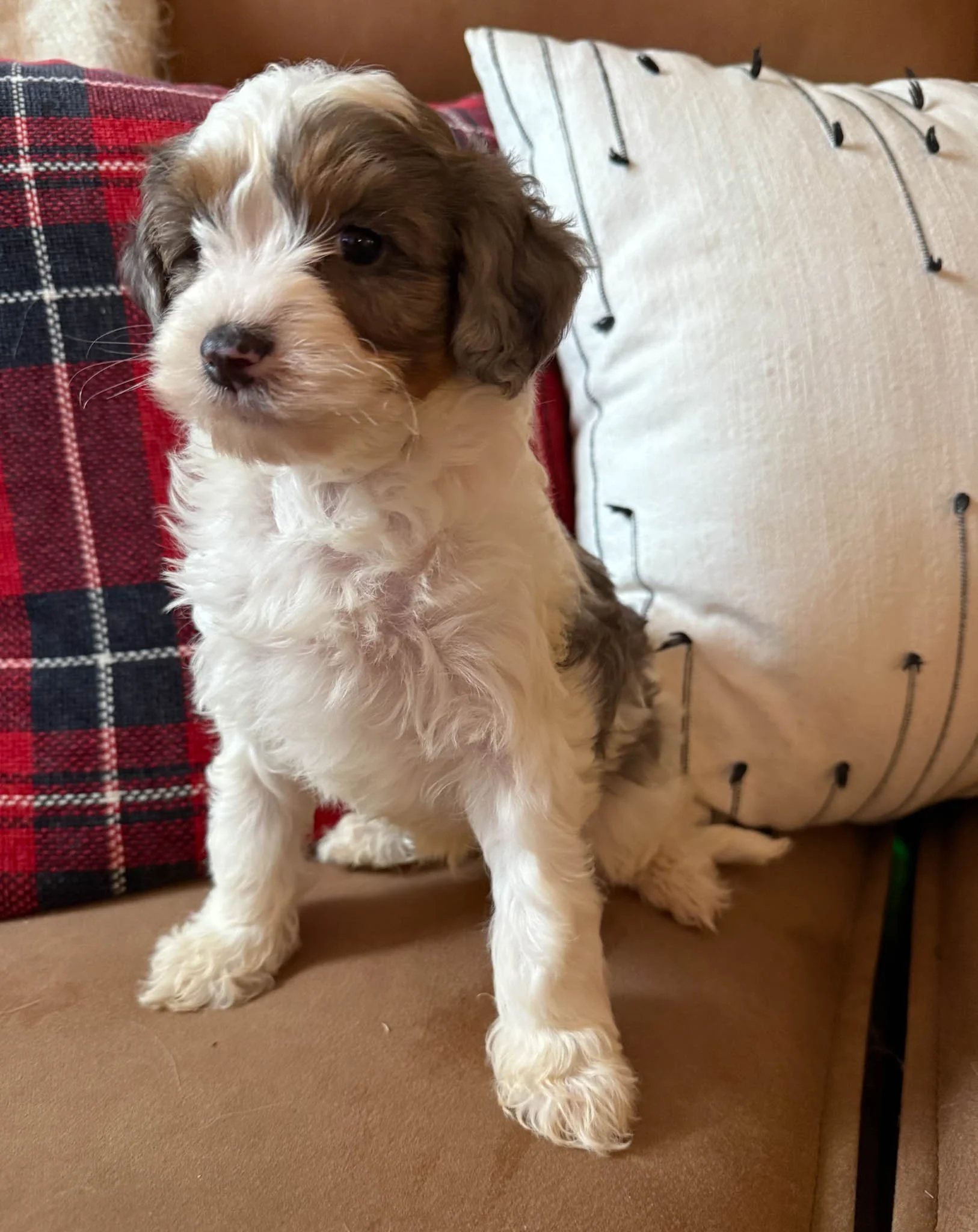 adorable curly-haired cavapoo puppies sitting inside a wheelbarrow with hay, with a wooden wall in the background. cavapoo puppies for sale near me connecitcut dog breeder
