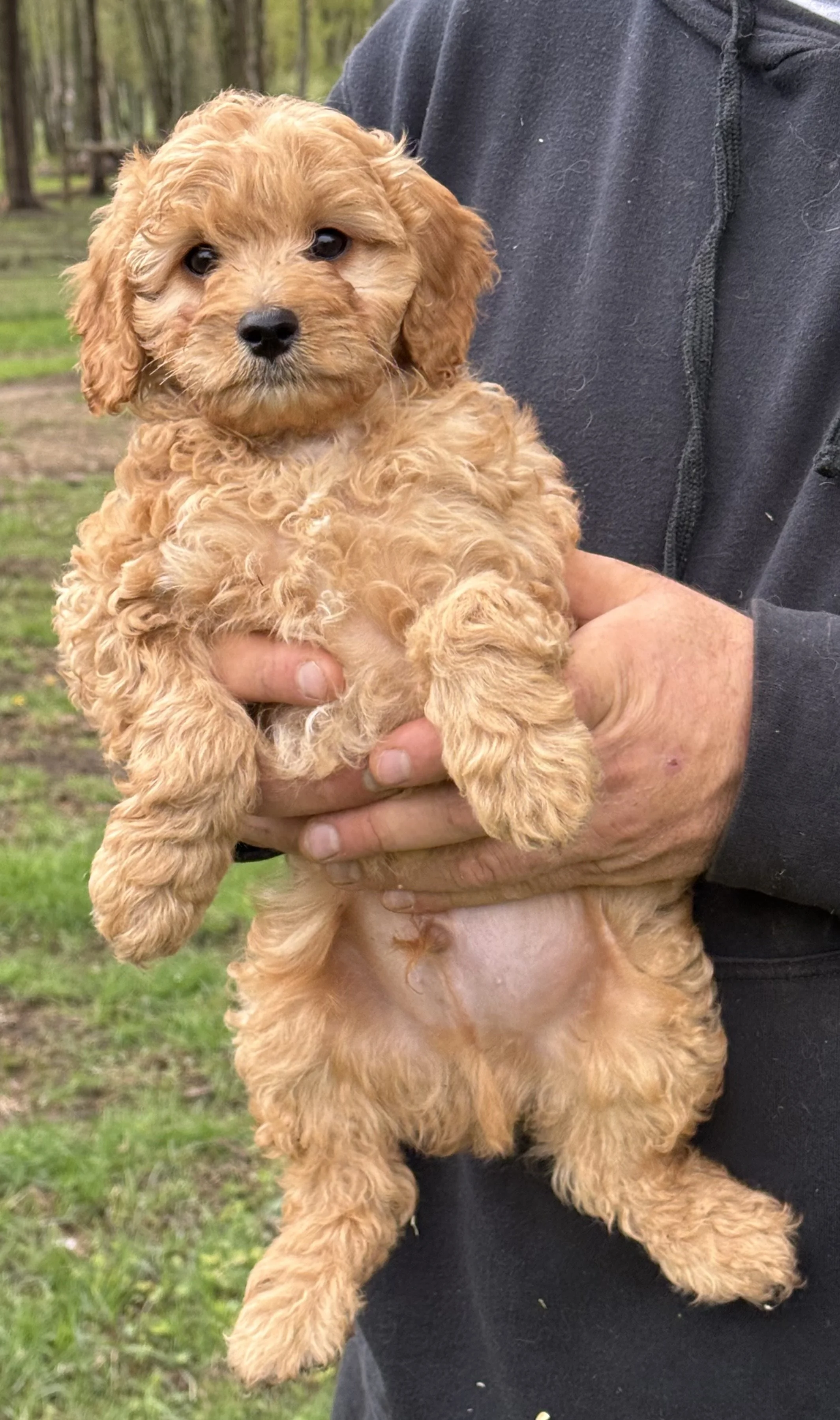 cavapoo puppies for sale dog breeder in connecticut cavapoos near me