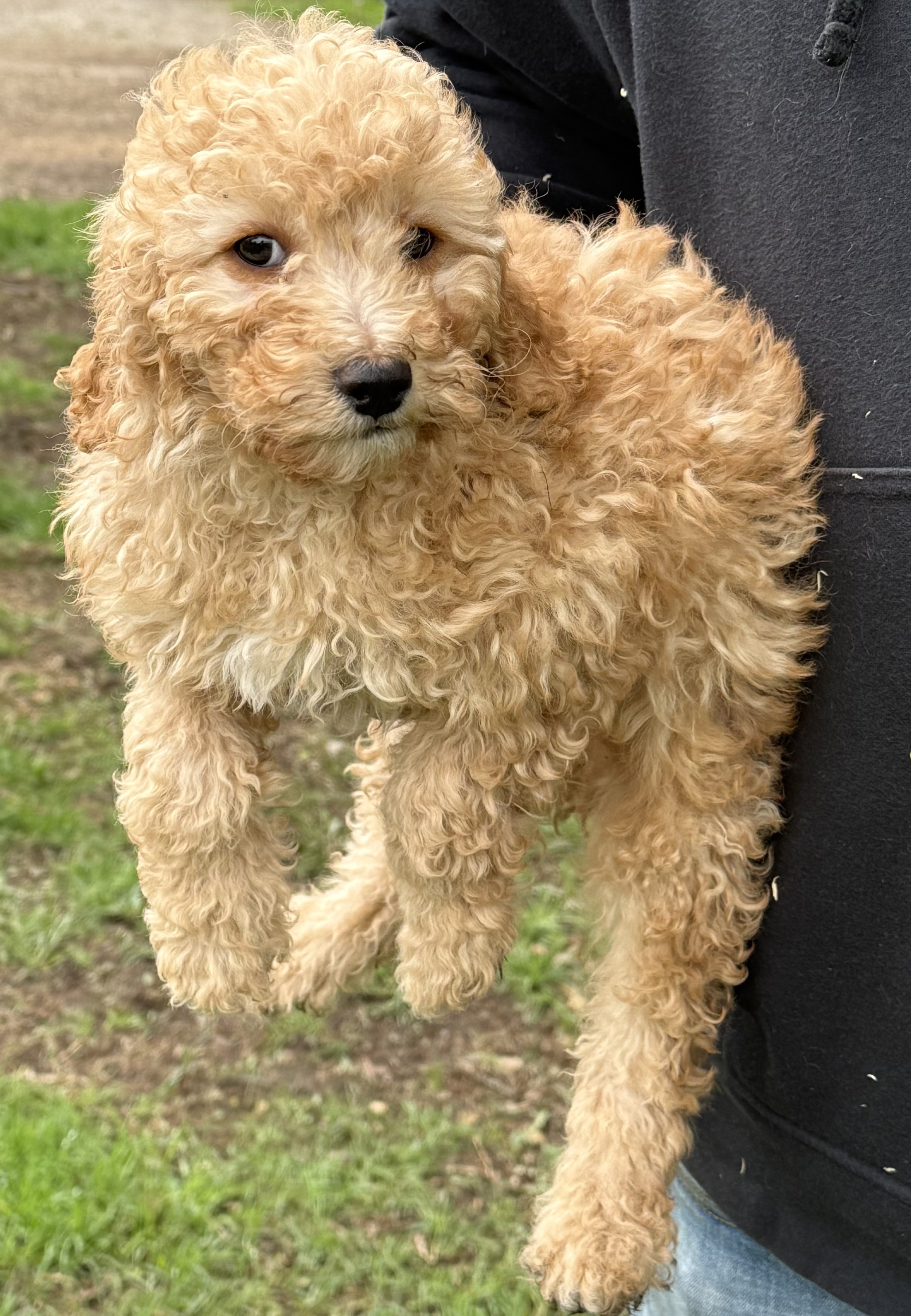 cavapoo puppies for sale dog breeder in connecticut 