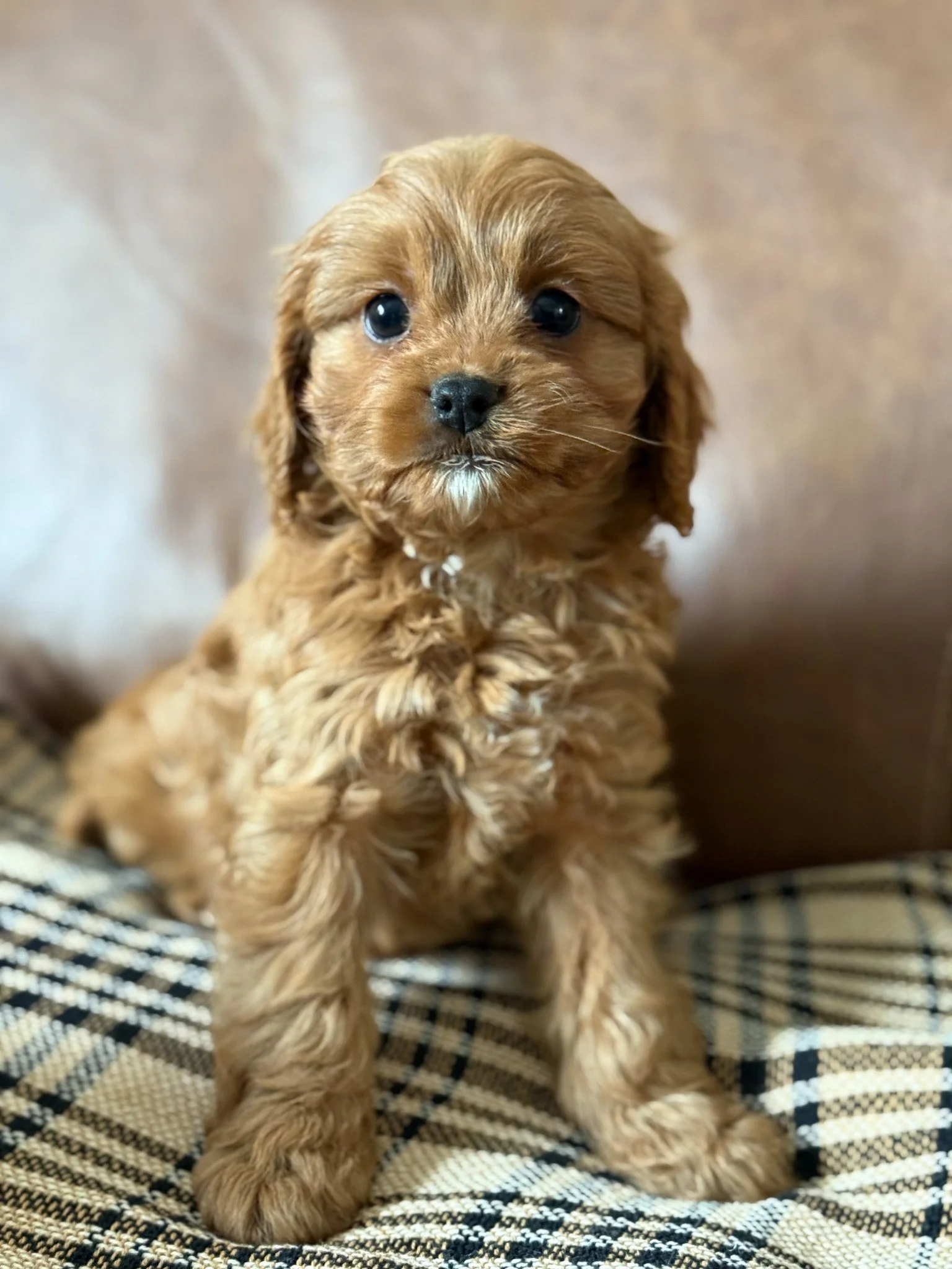 apricot colored cavapoo puppies for sale cedar creek farm ct