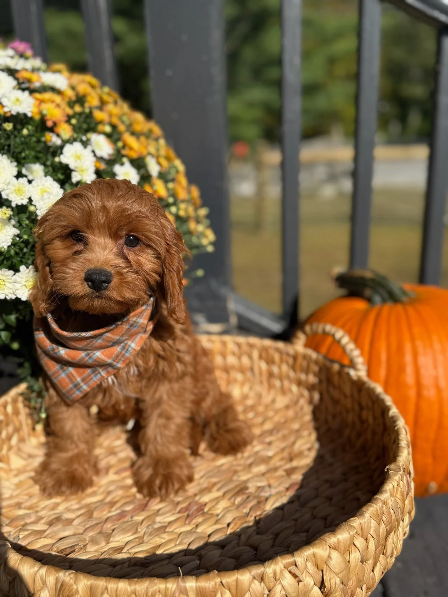 red colored cavapoo puppies for sale cedar creek farm ct